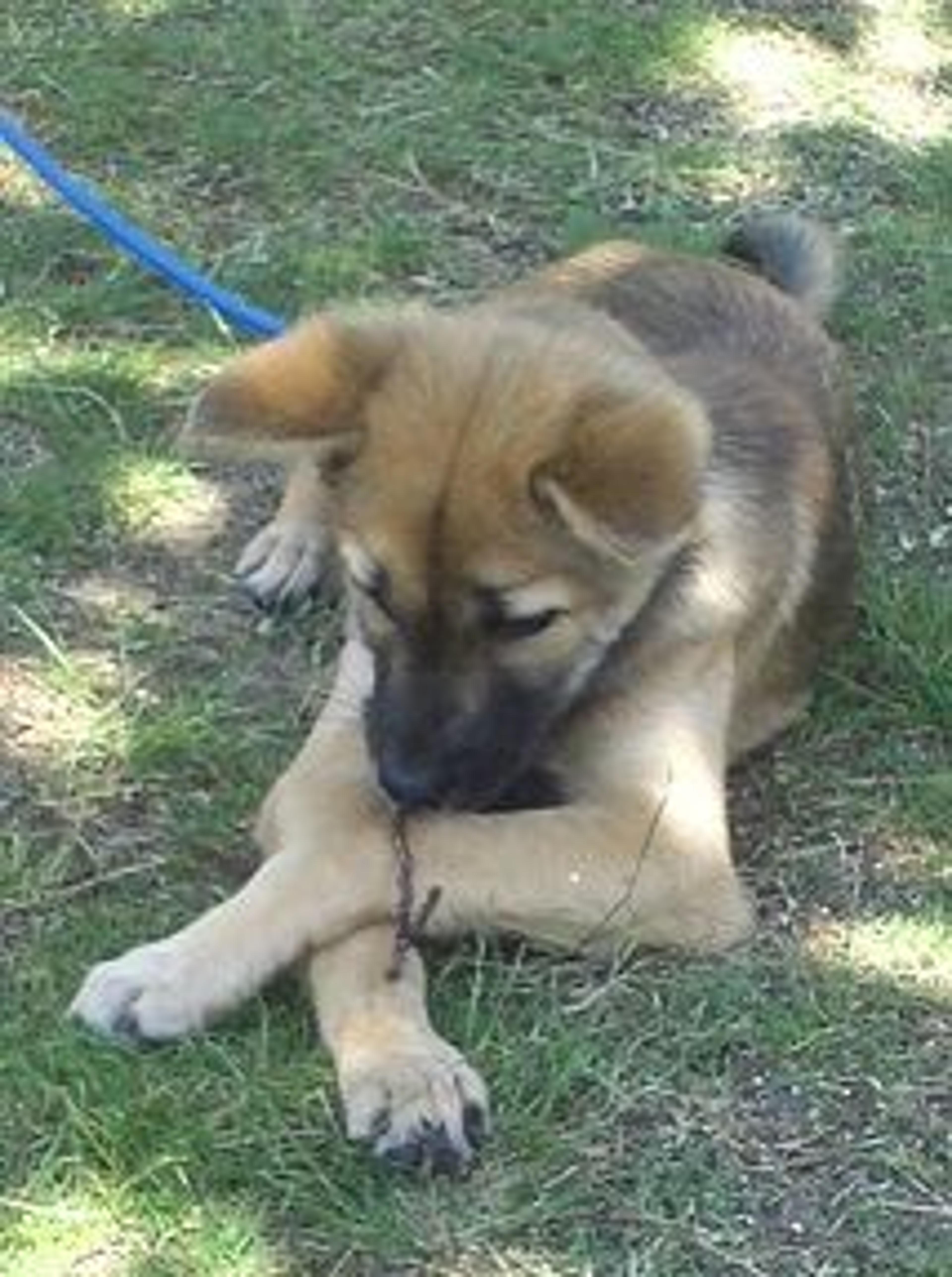 pet-image-3