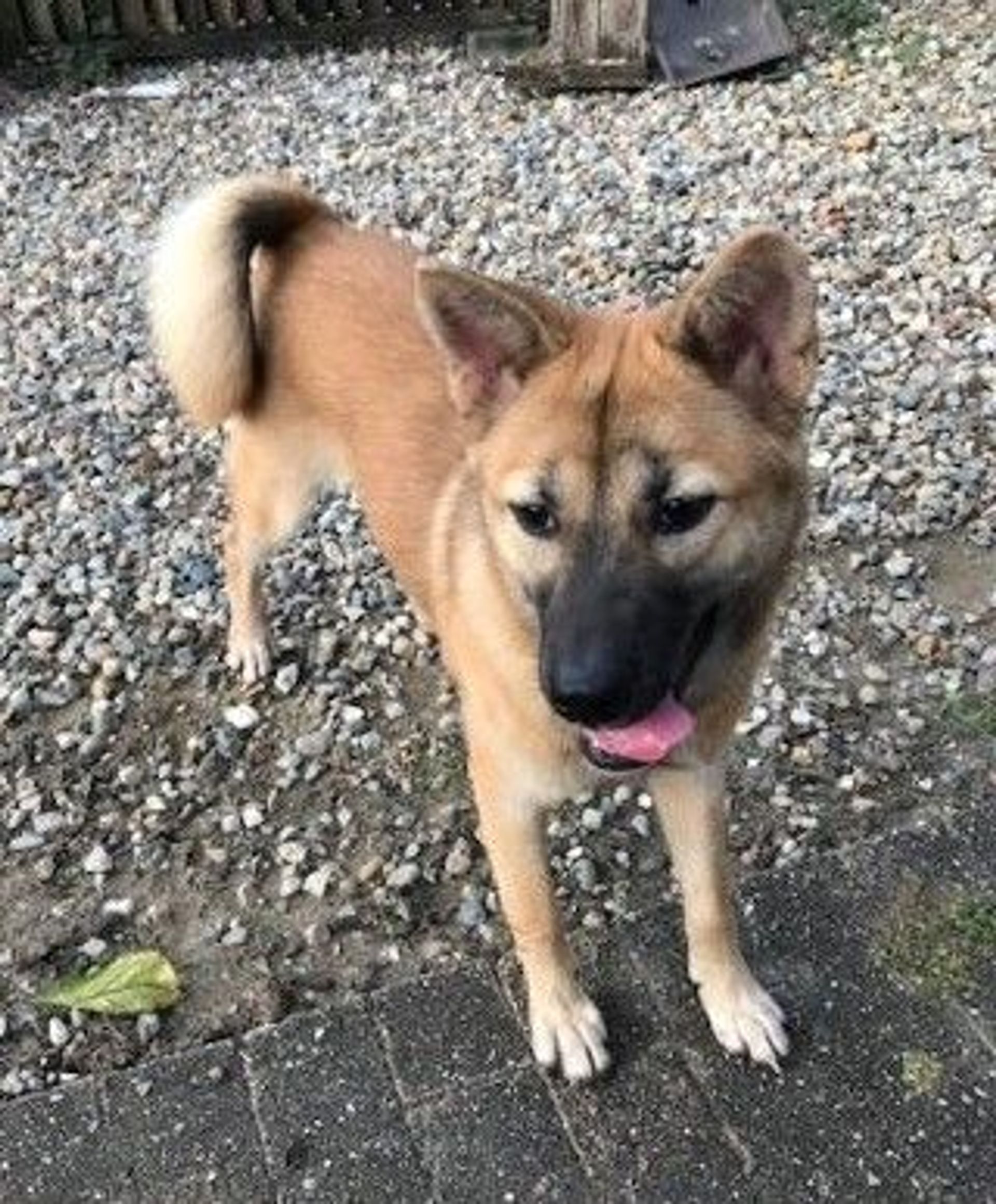 雑種（ミックス犬）・オスの里親募集の写真