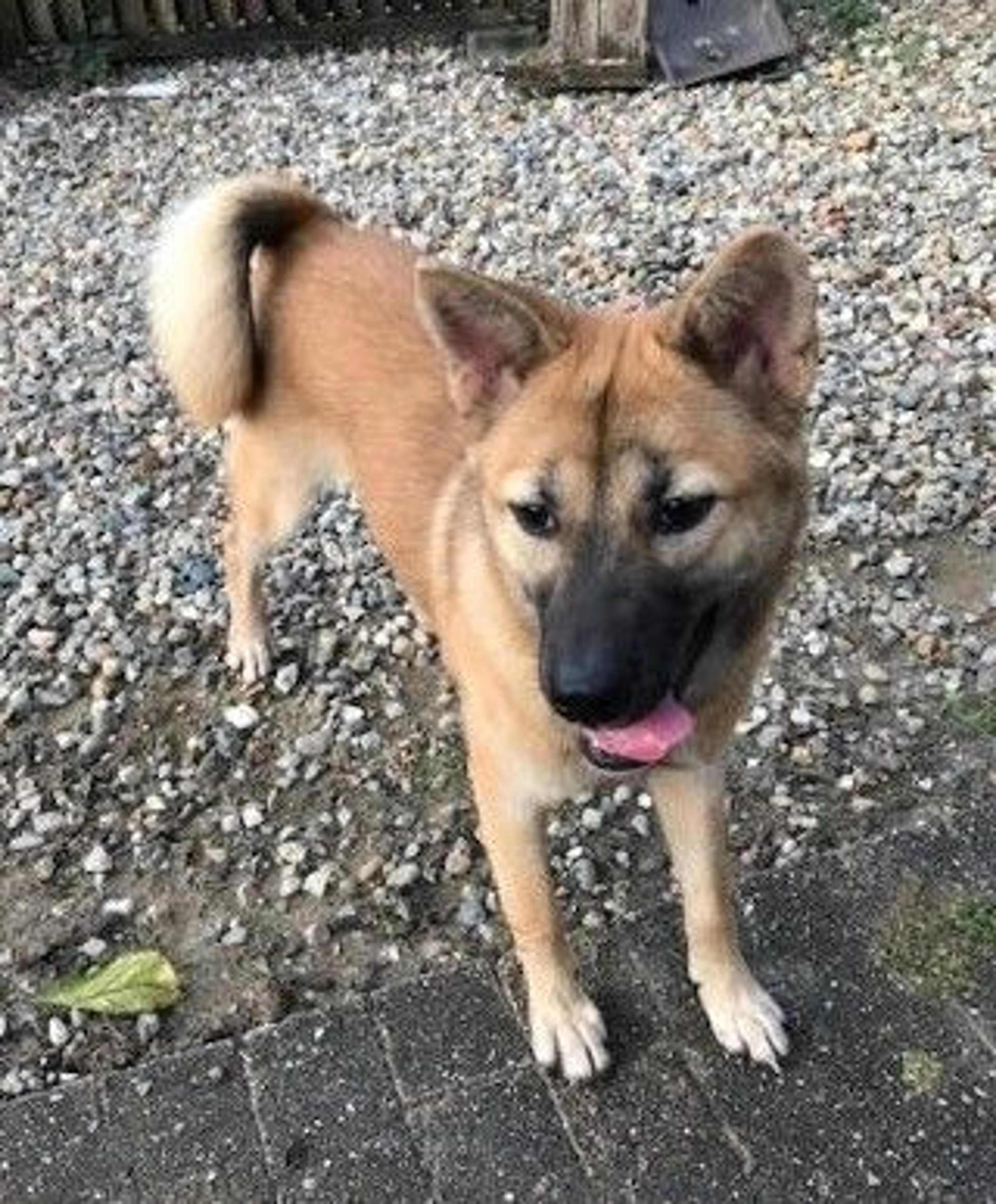 pet-image-2