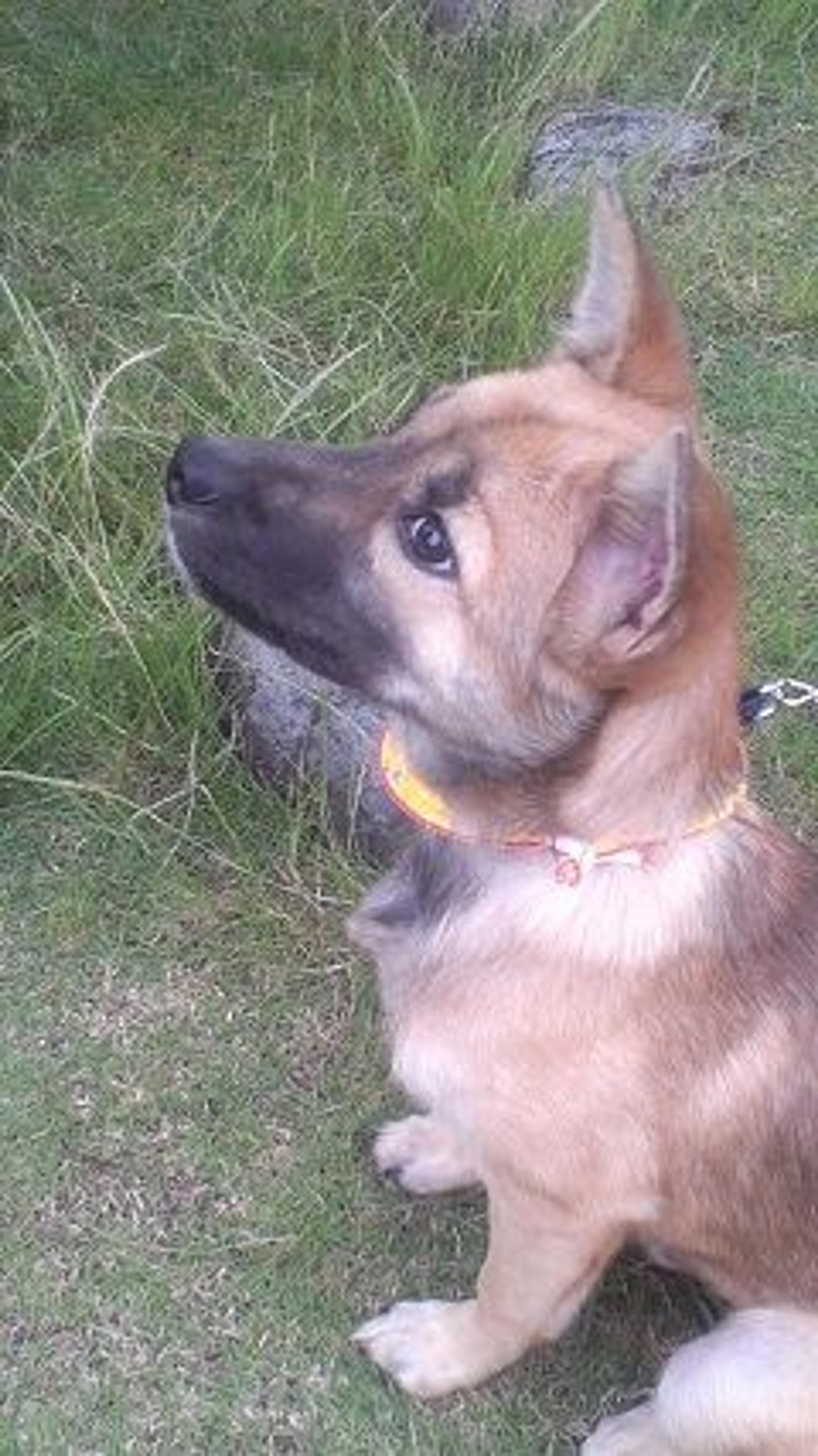 pet-image-5