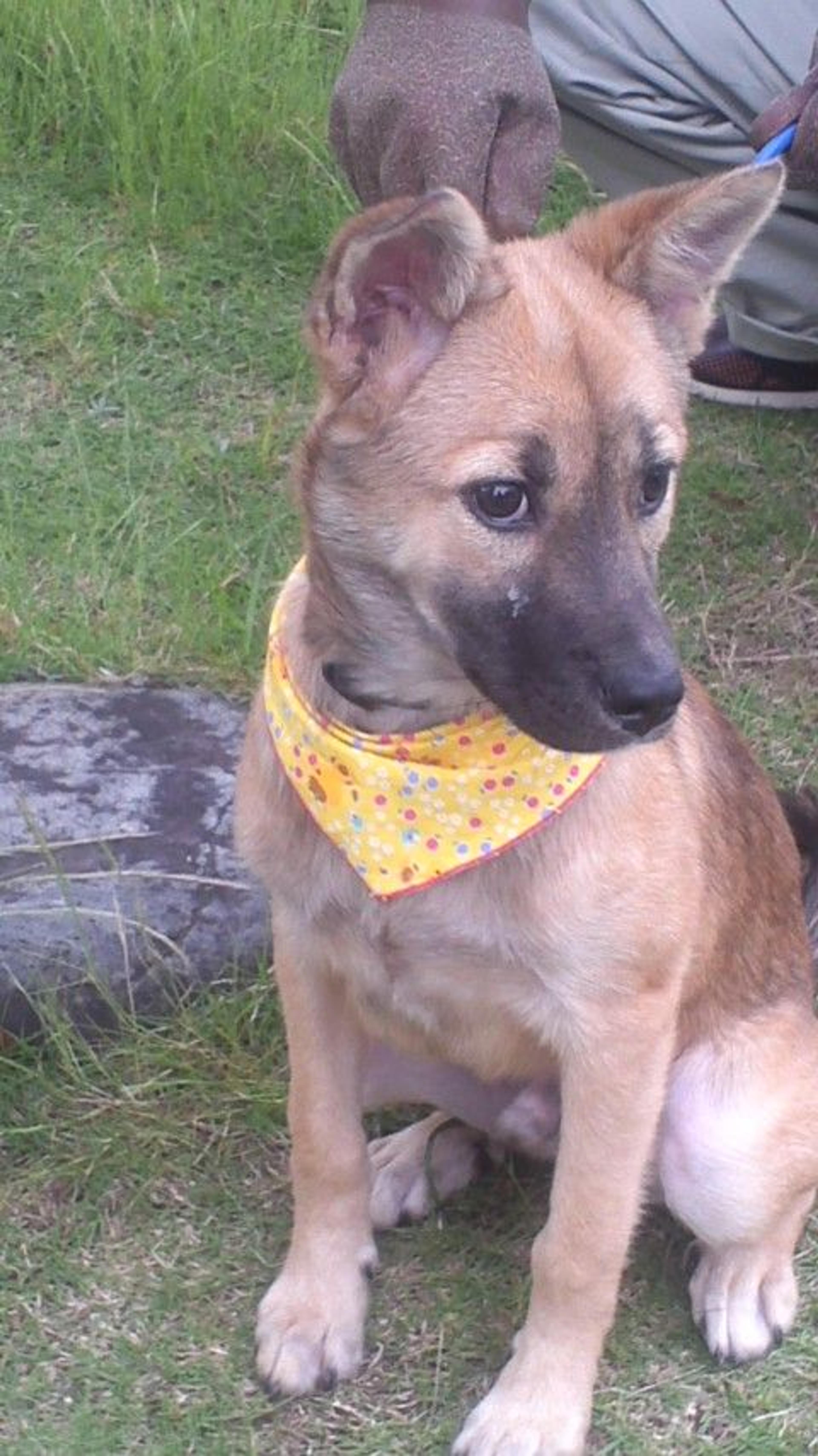 pet-image-6