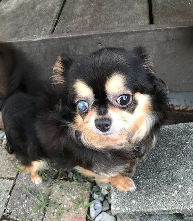 ピノ
