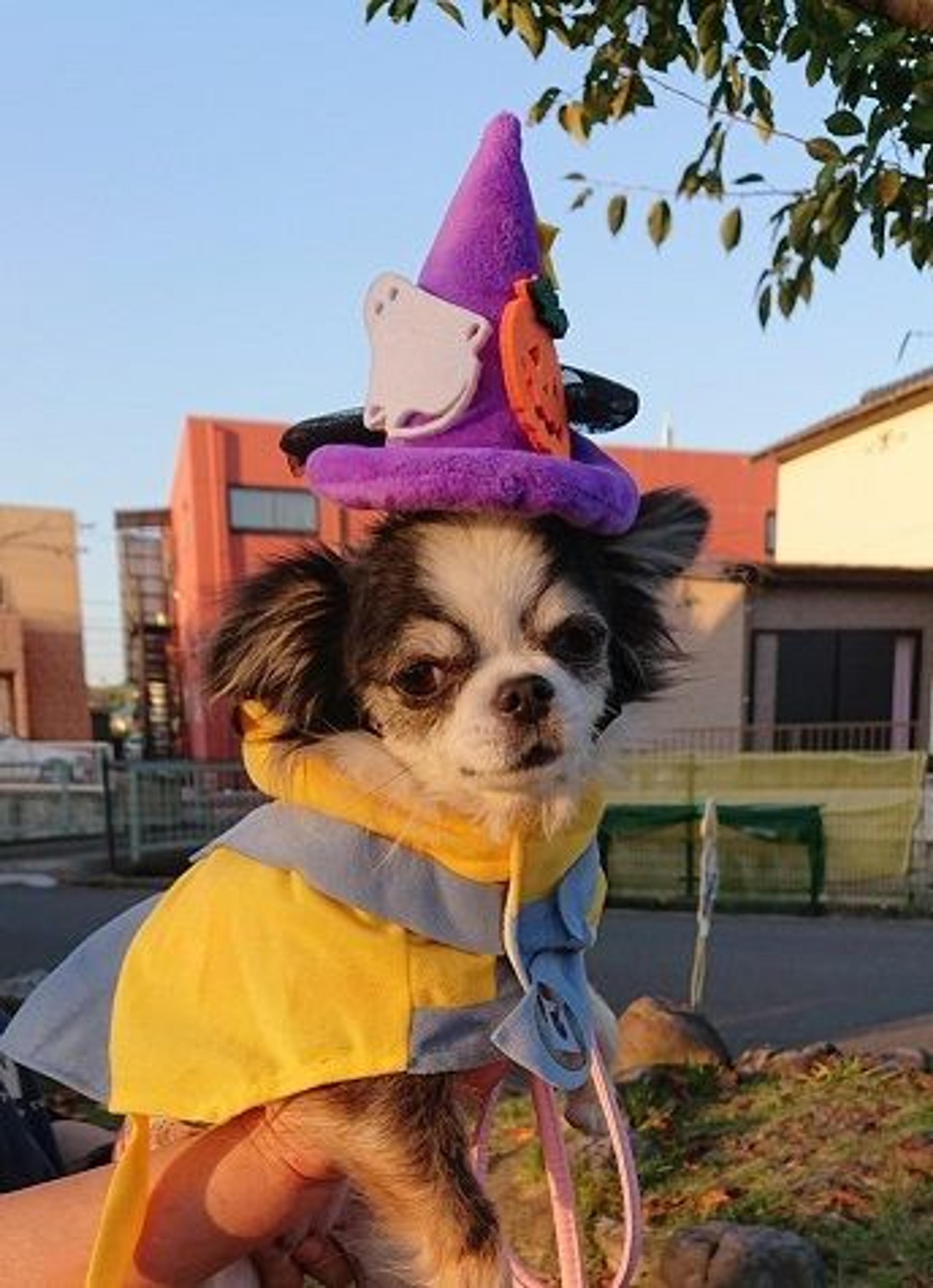 pet-image-2