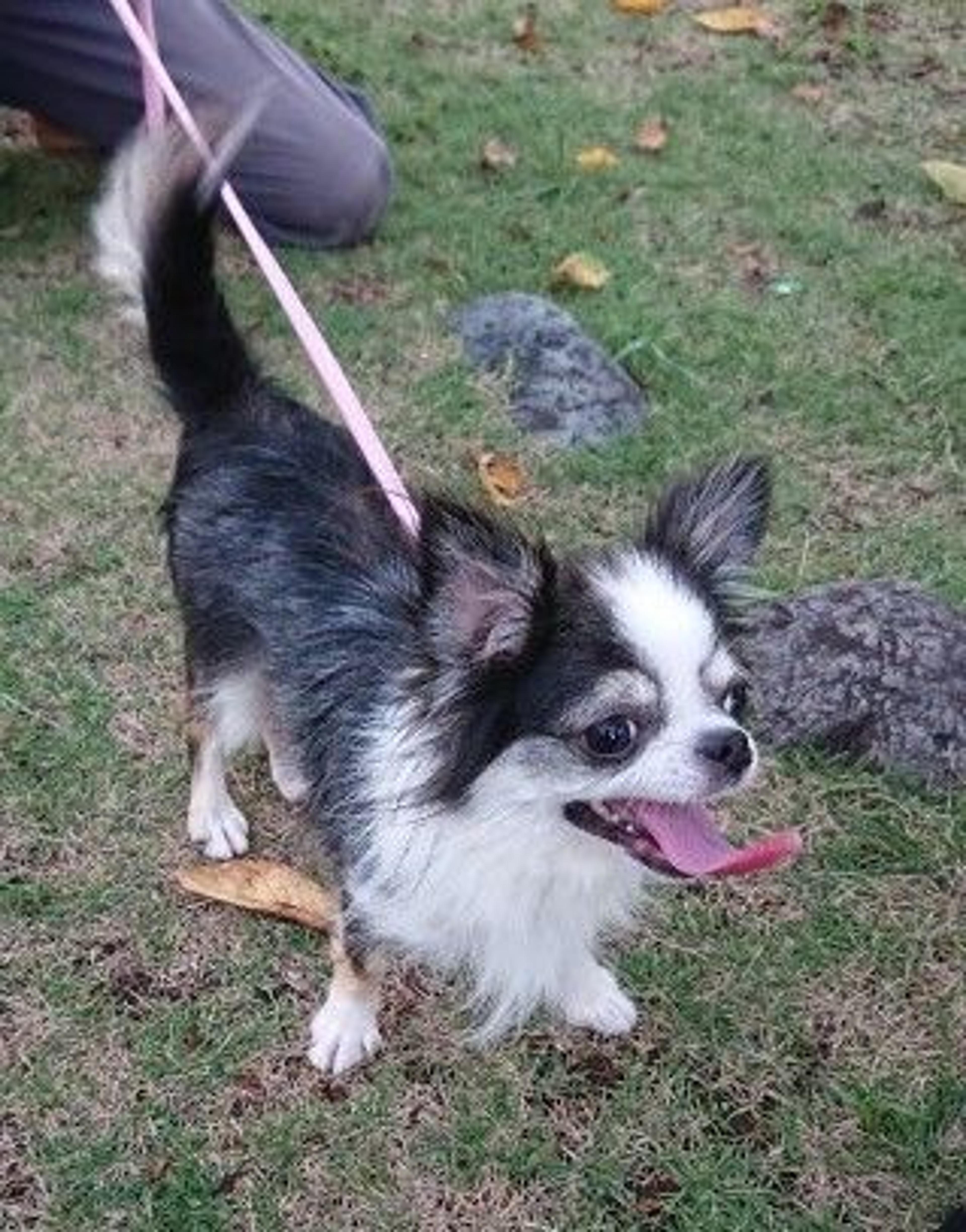 pet-image-3