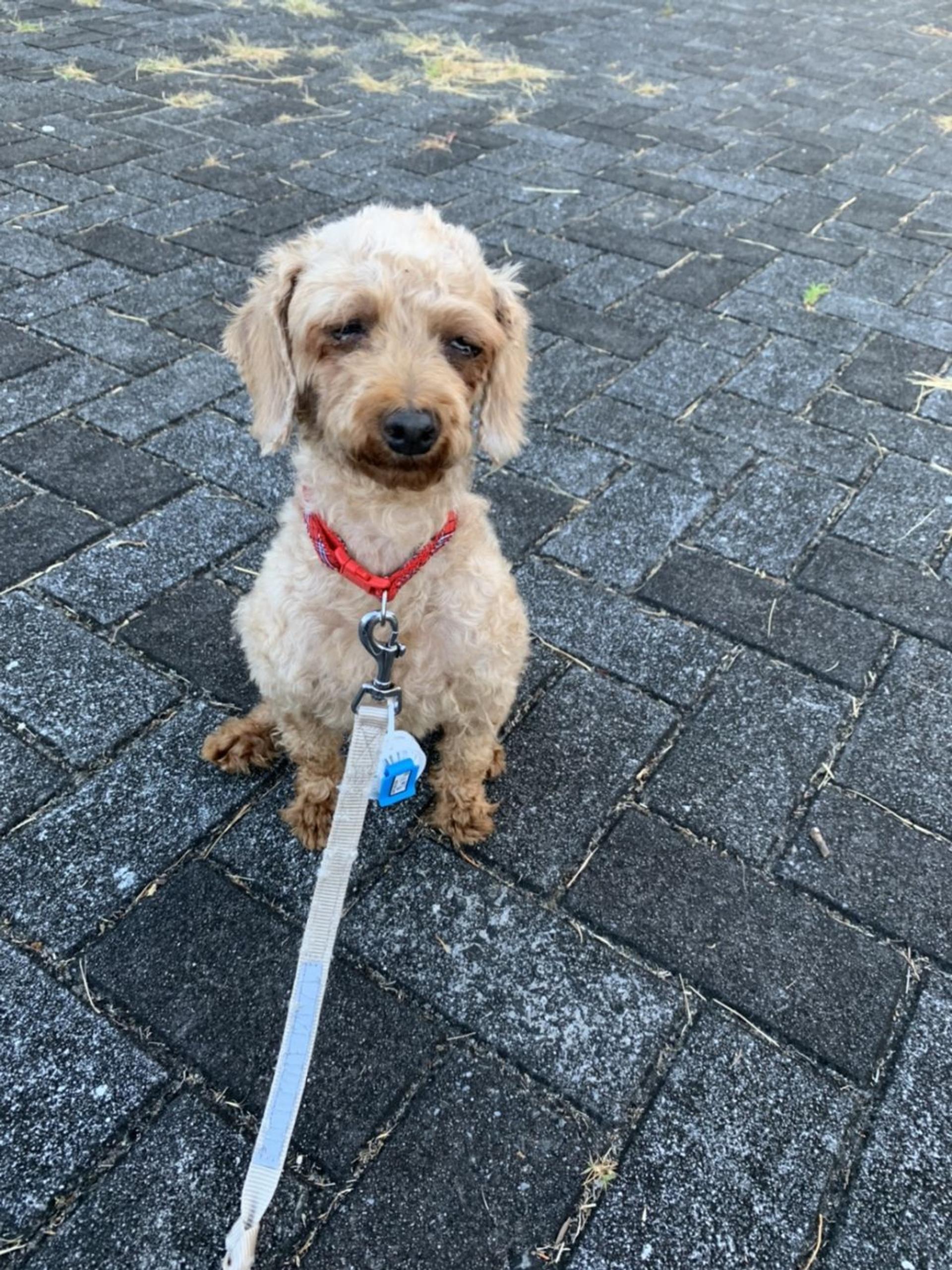 pet-image-2