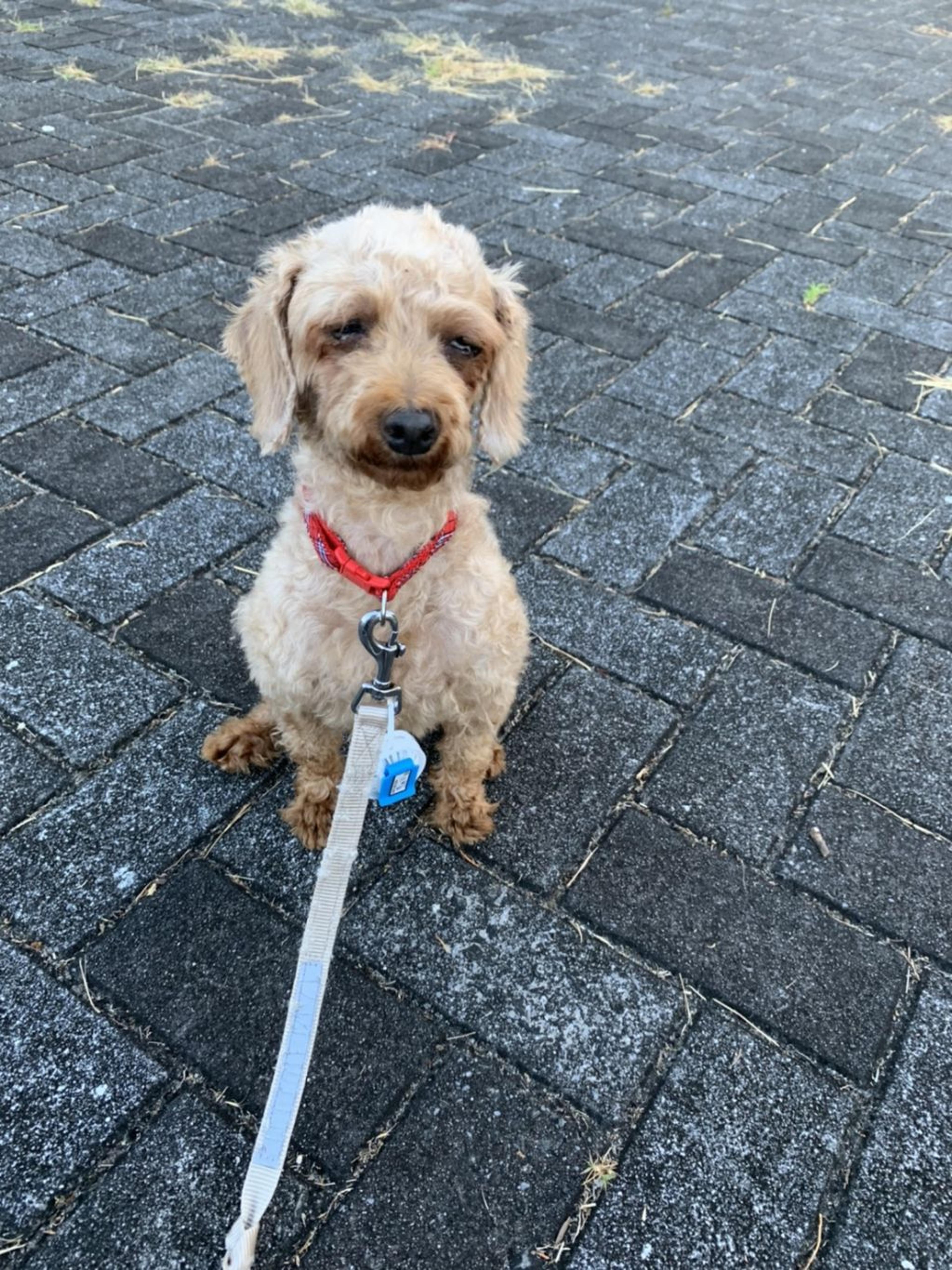 pet-image-2