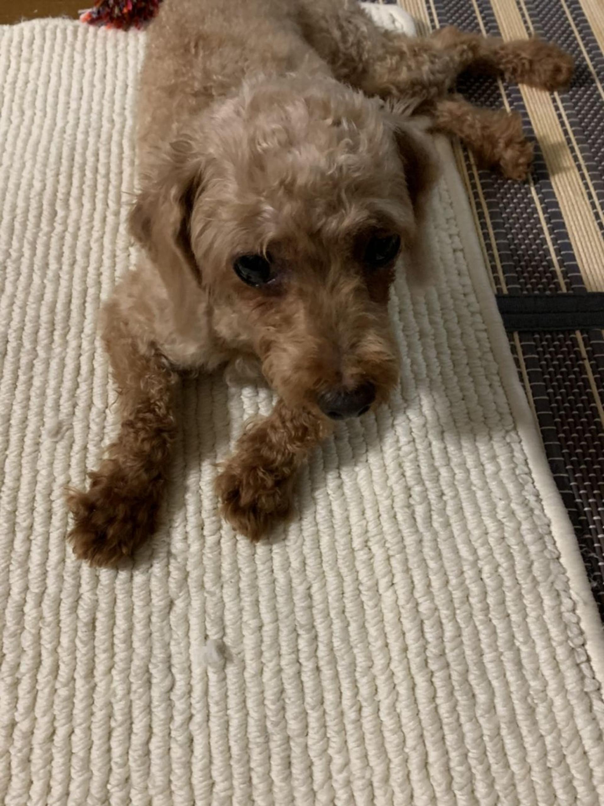 pet-image-5