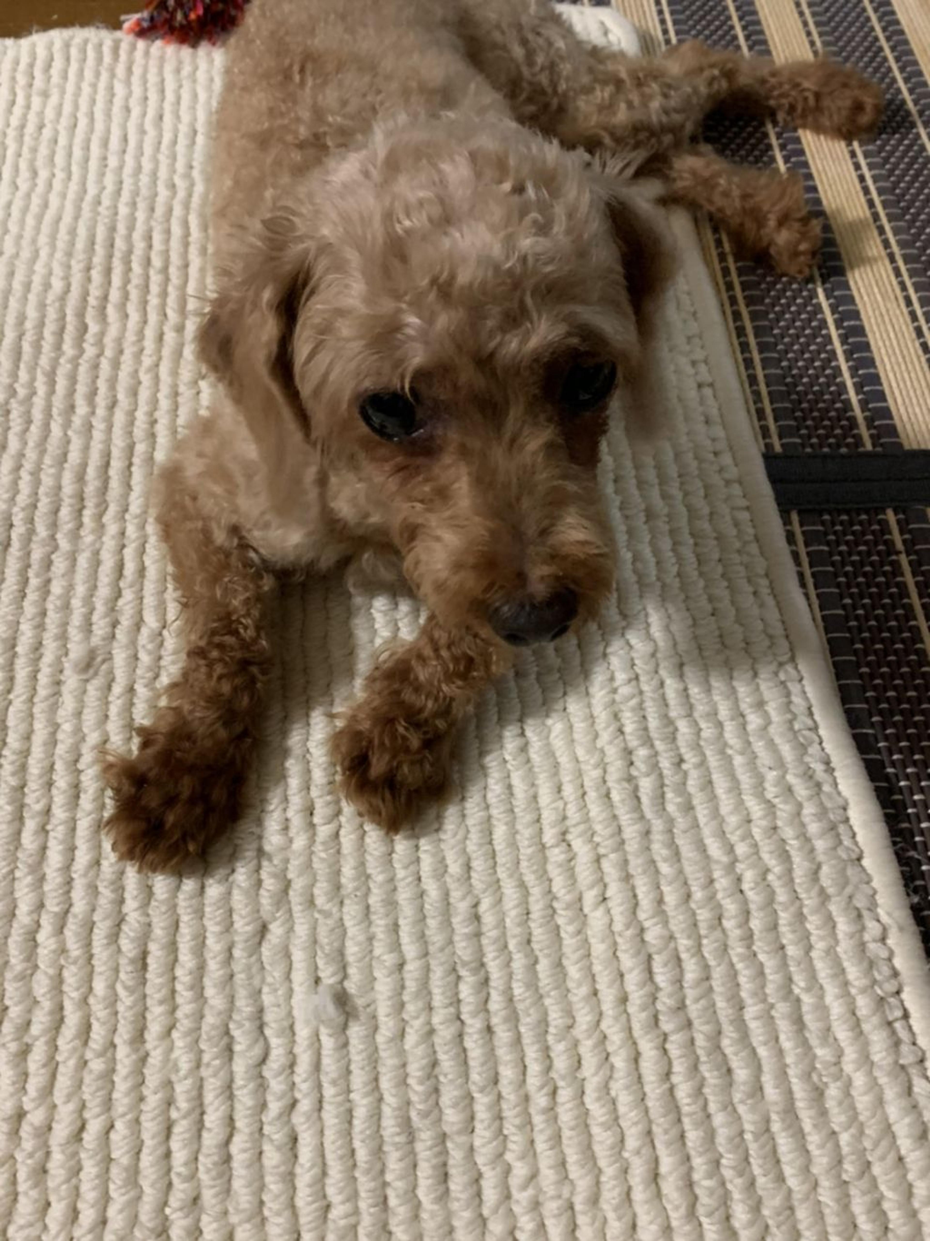 pet-image-5