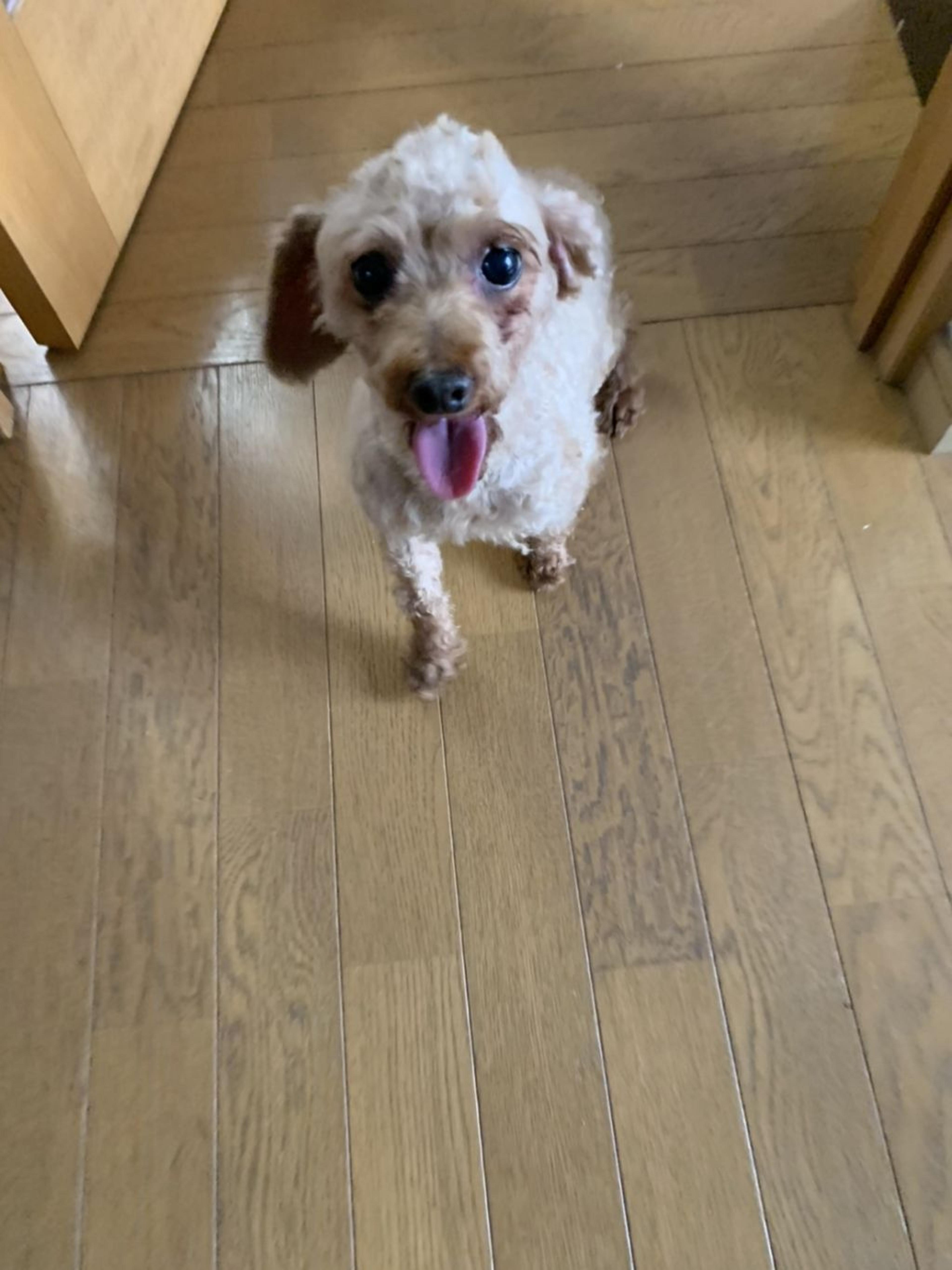 pet-image-6