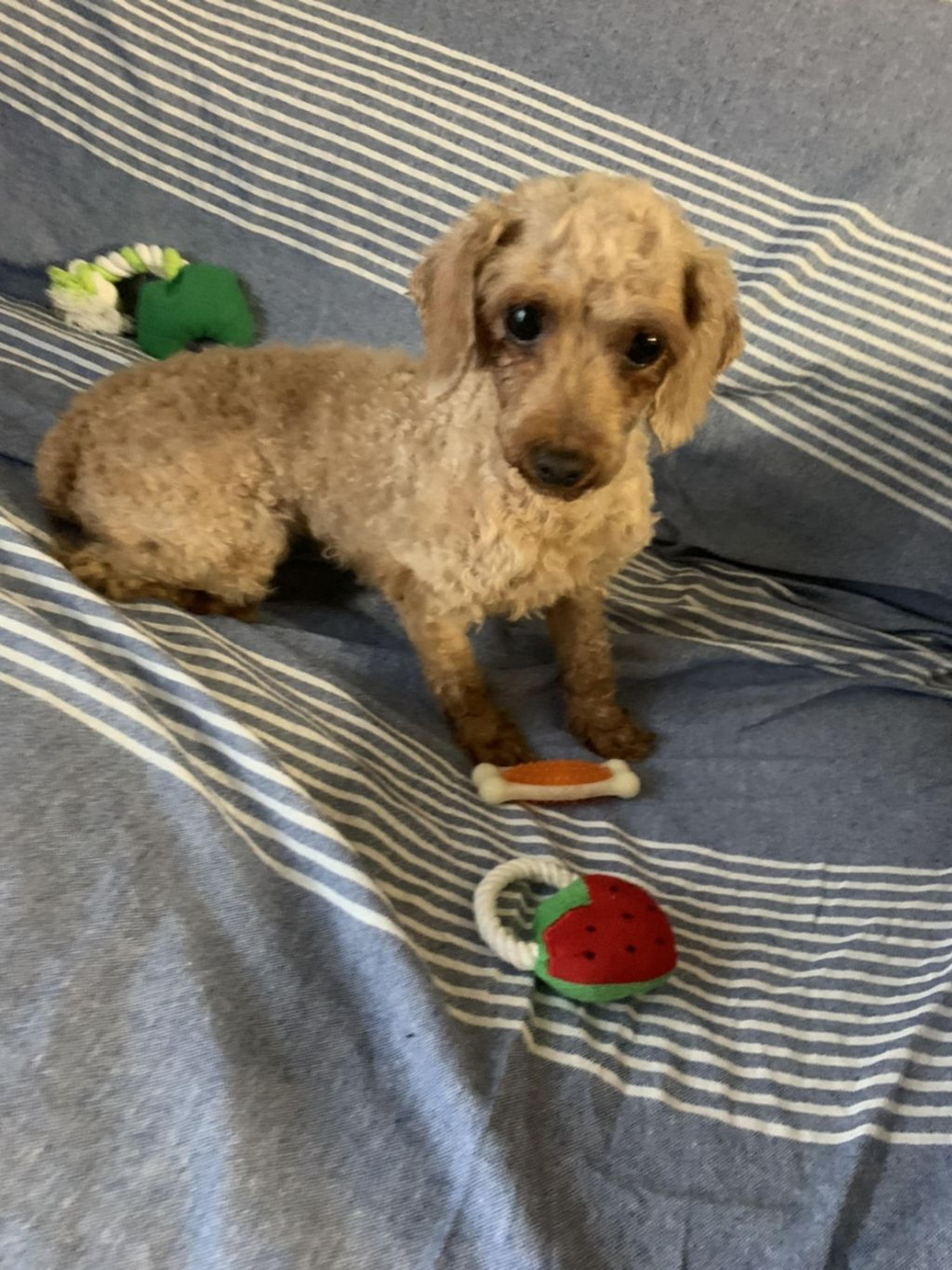 pet-image-7