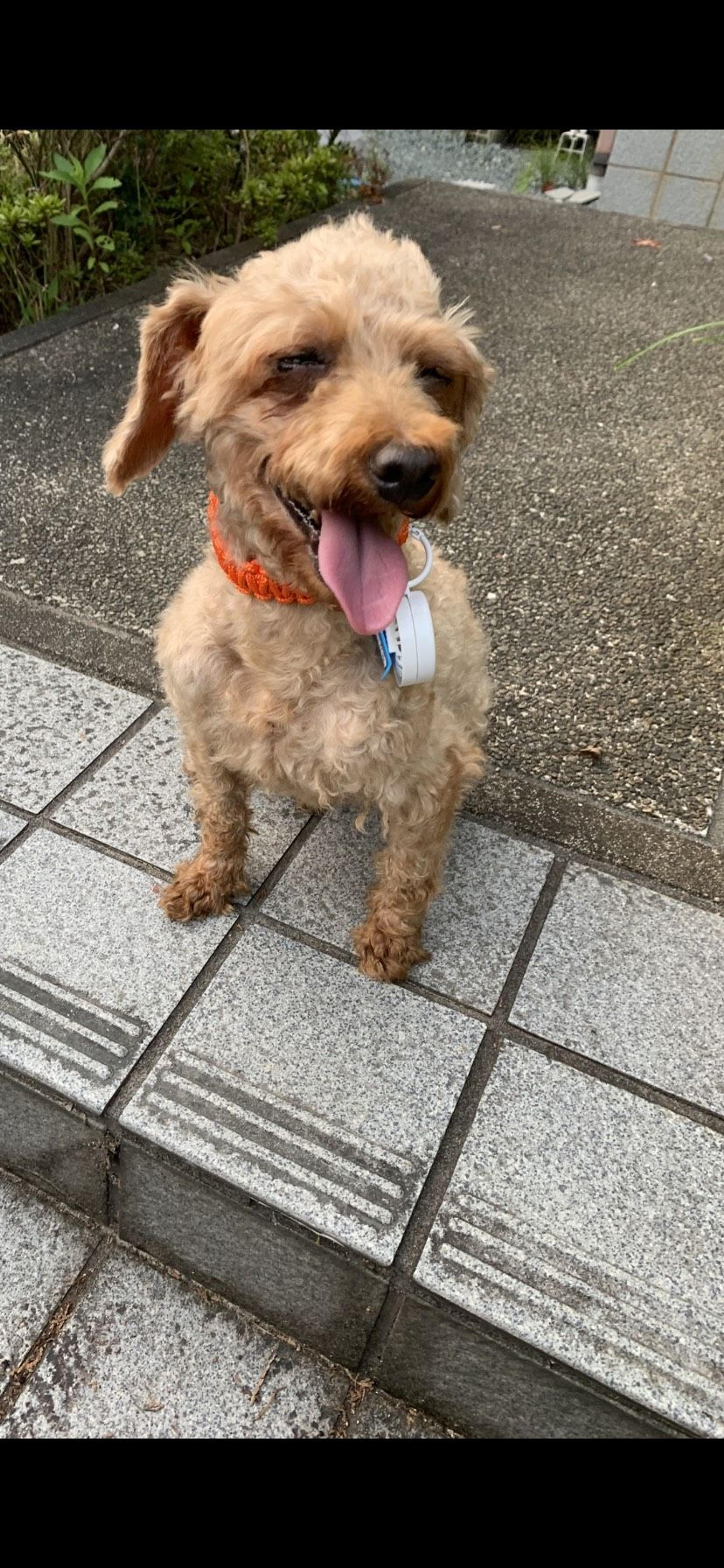 pet-image-9