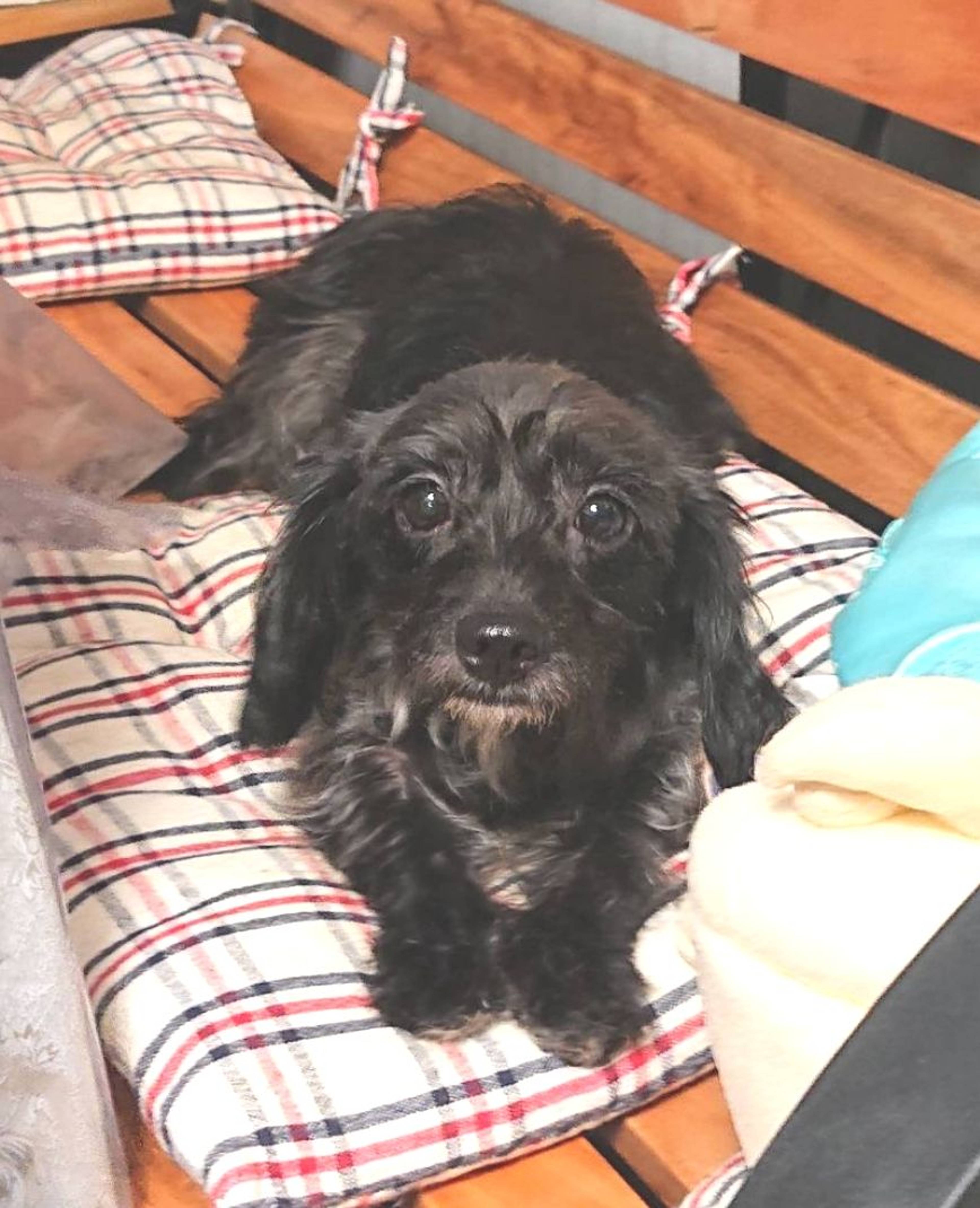 雑種（ミックス犬）・メスの里親募集の写真