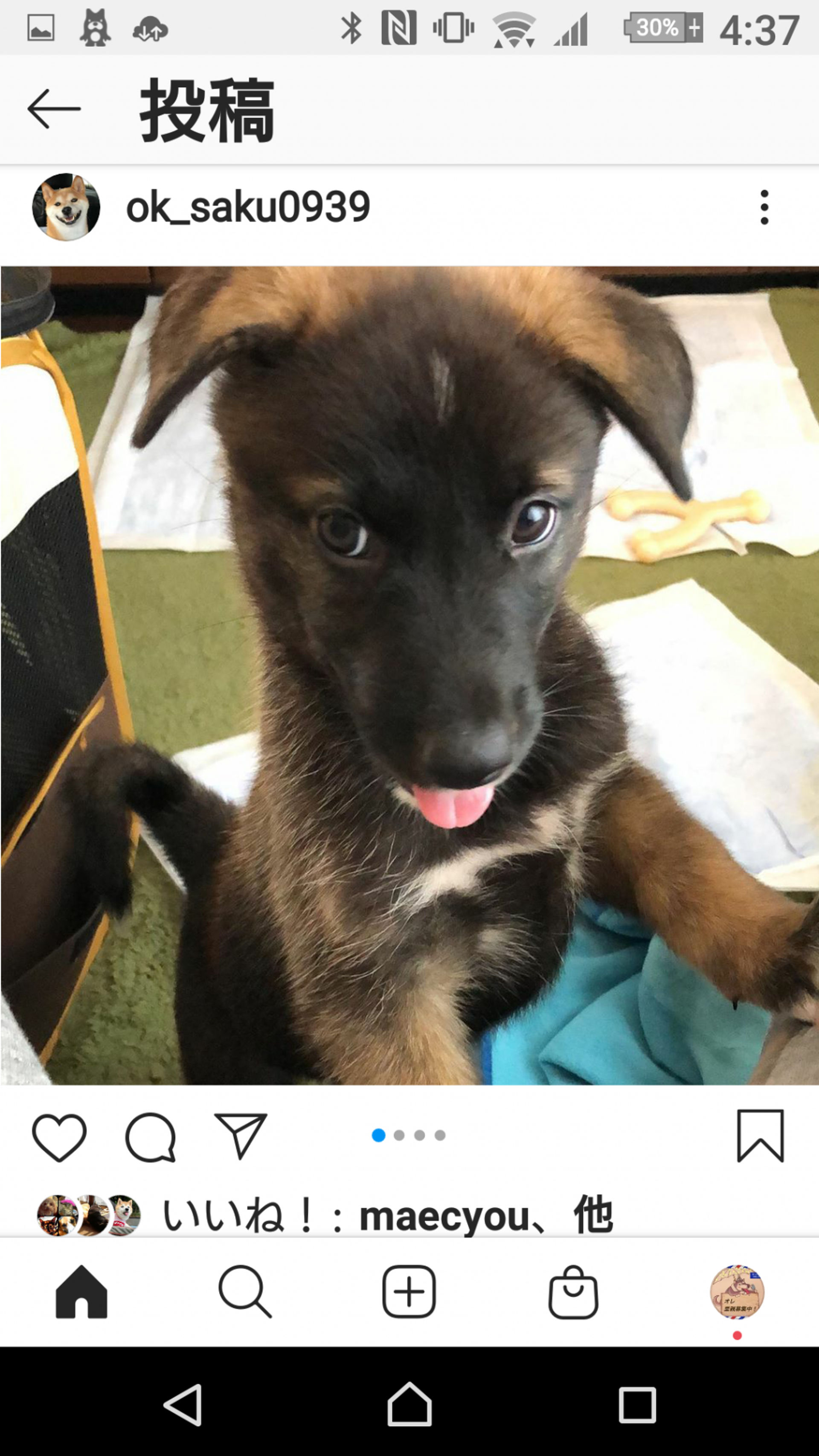 雑種（ミックス犬）・メスの里親募集の写真