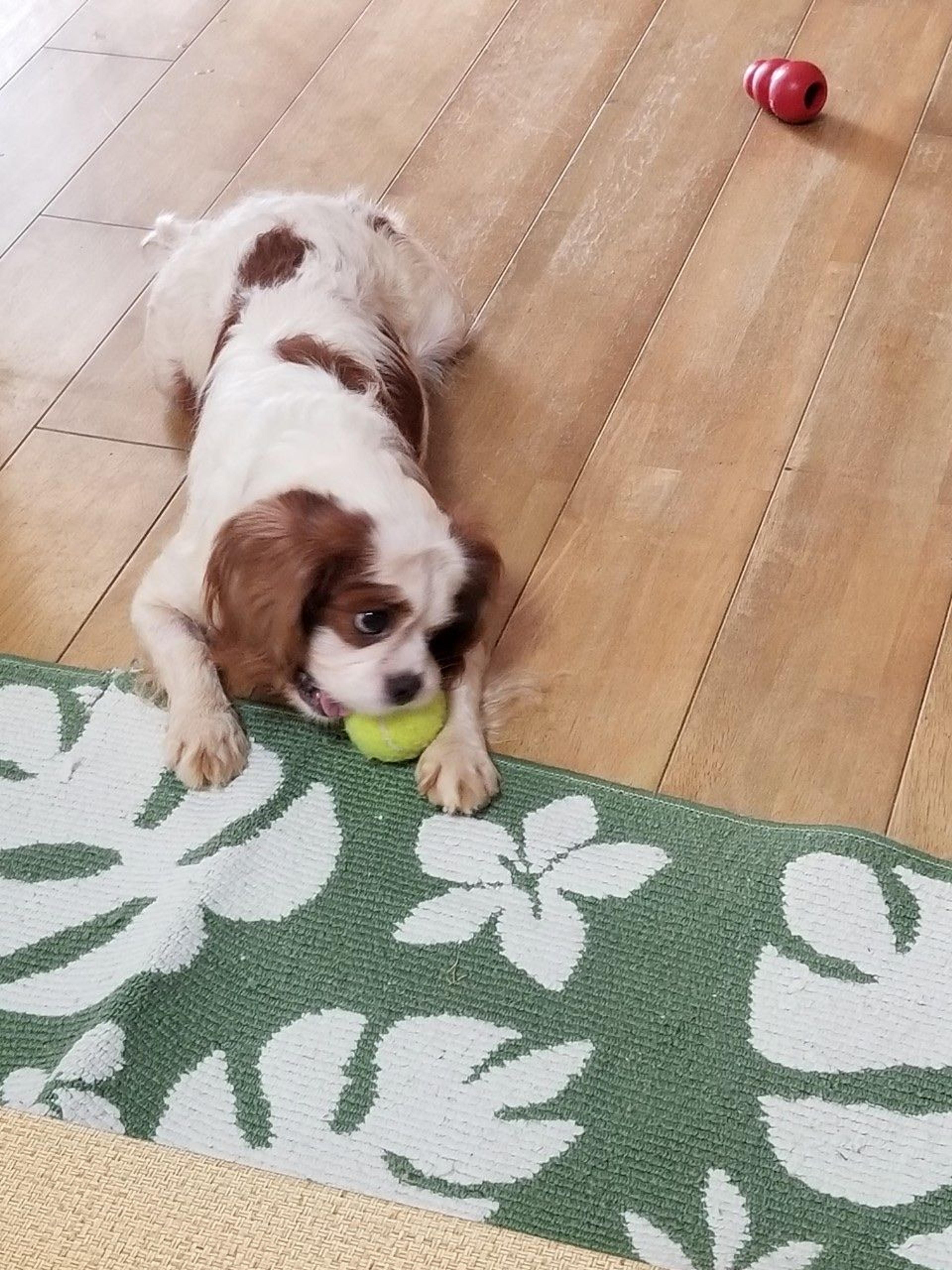 pet-image-3
