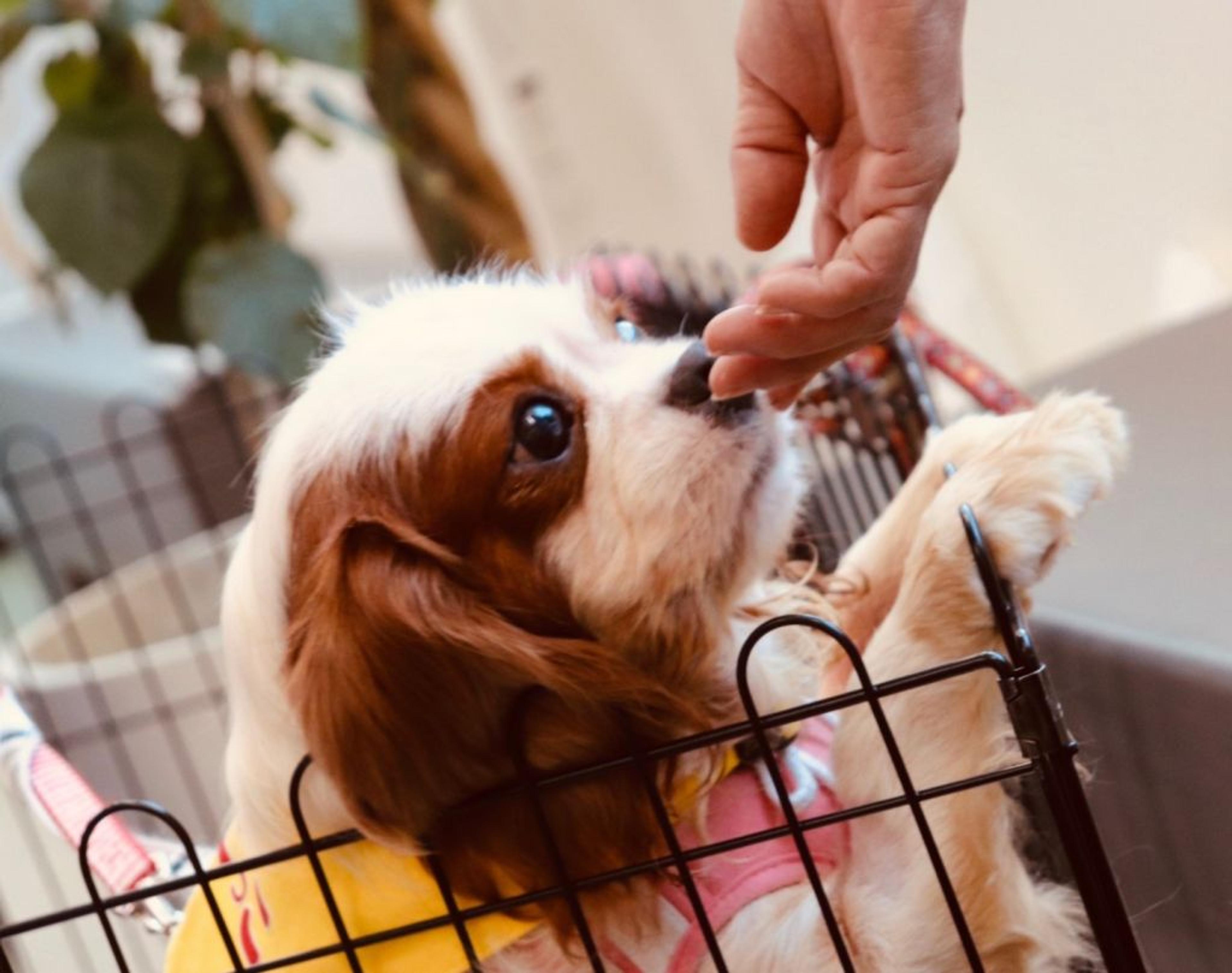 pet-image-4
