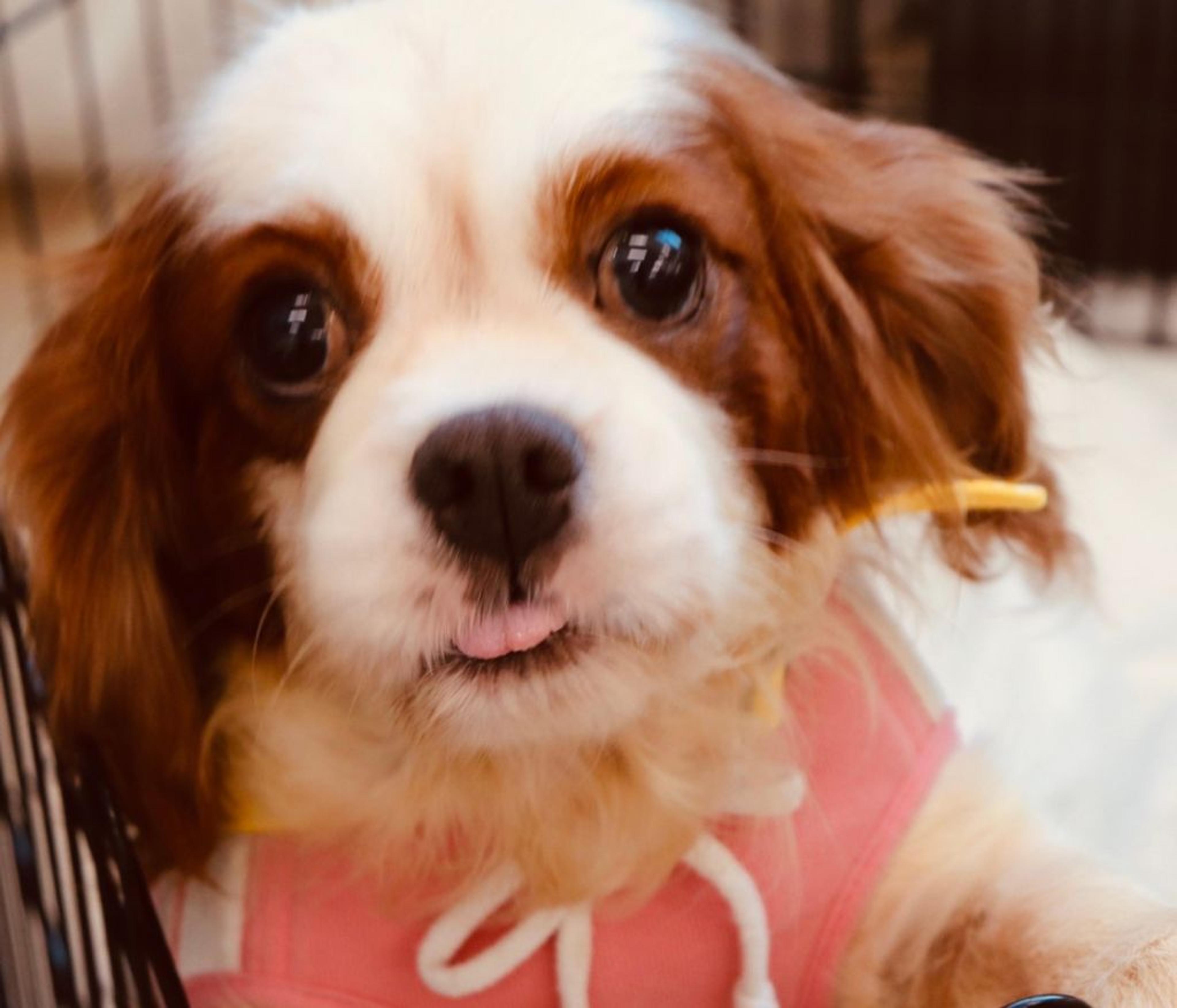 pet-image-5