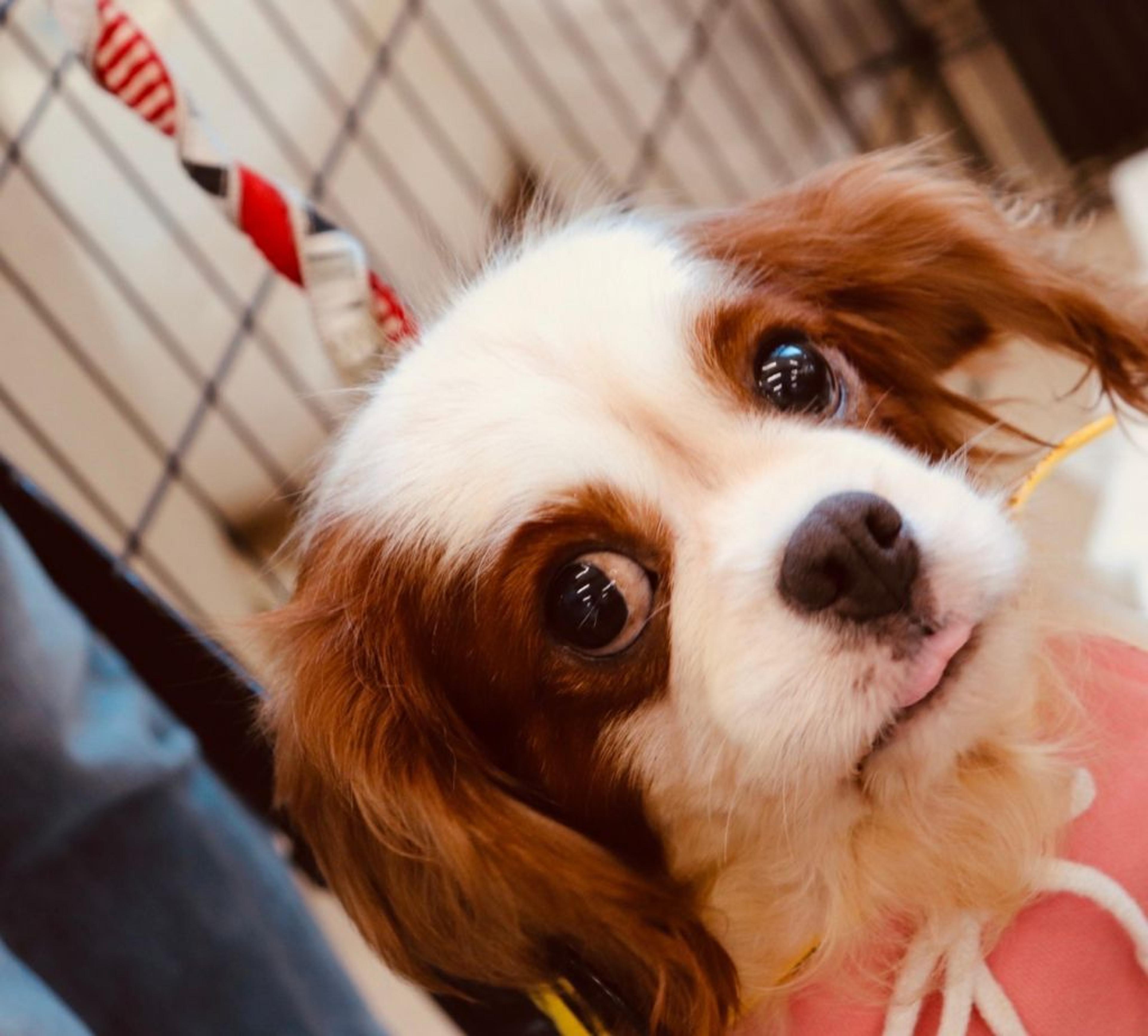 pet-image-6