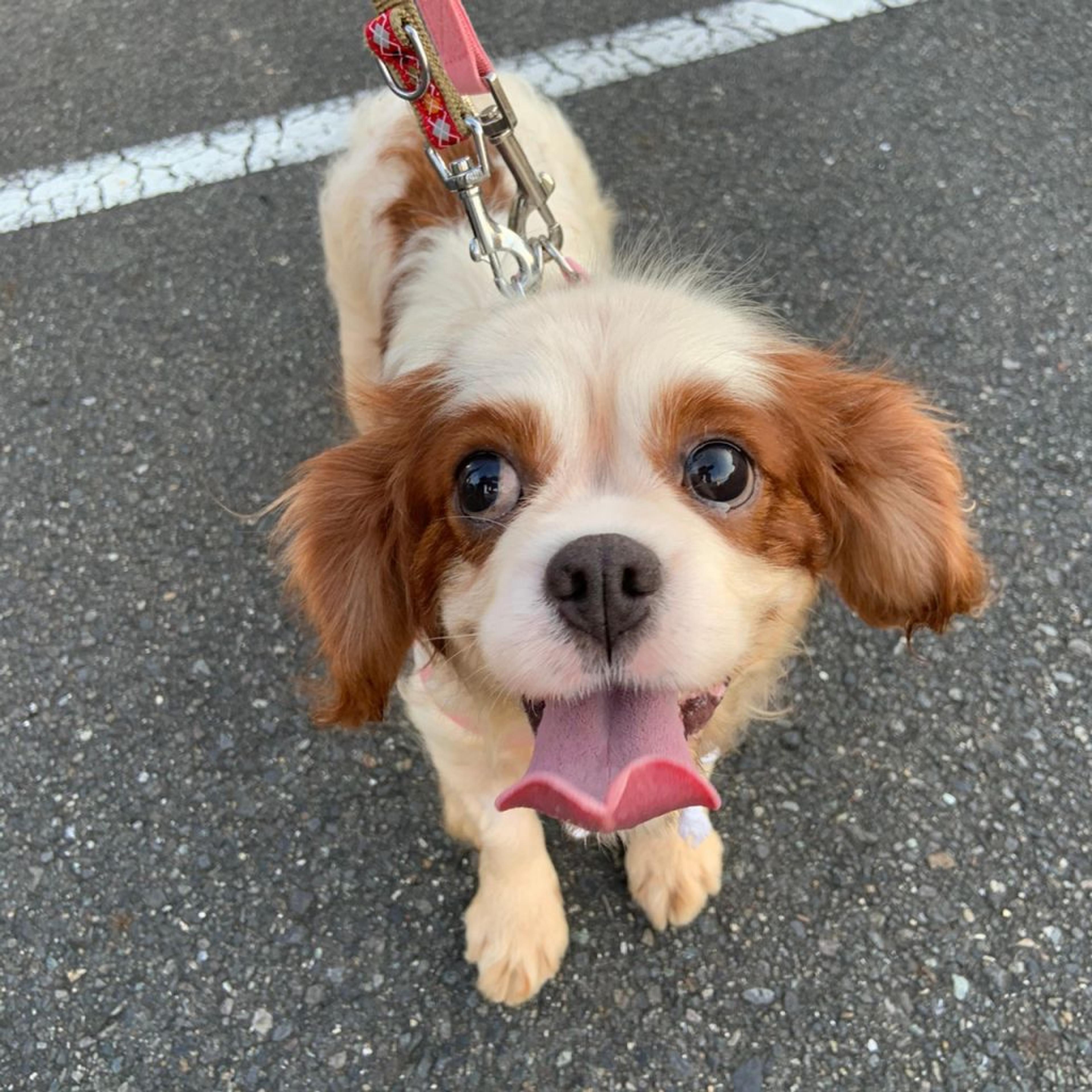pet-image-8
