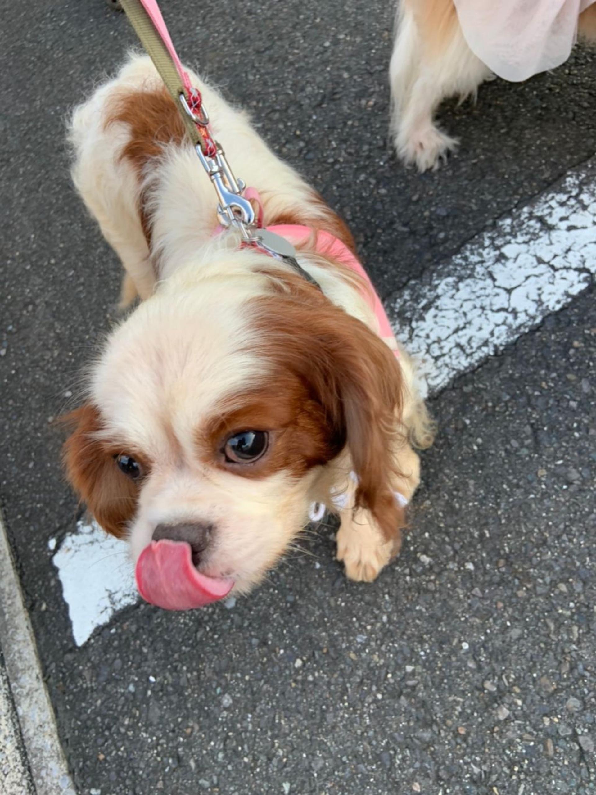 pet-image-9