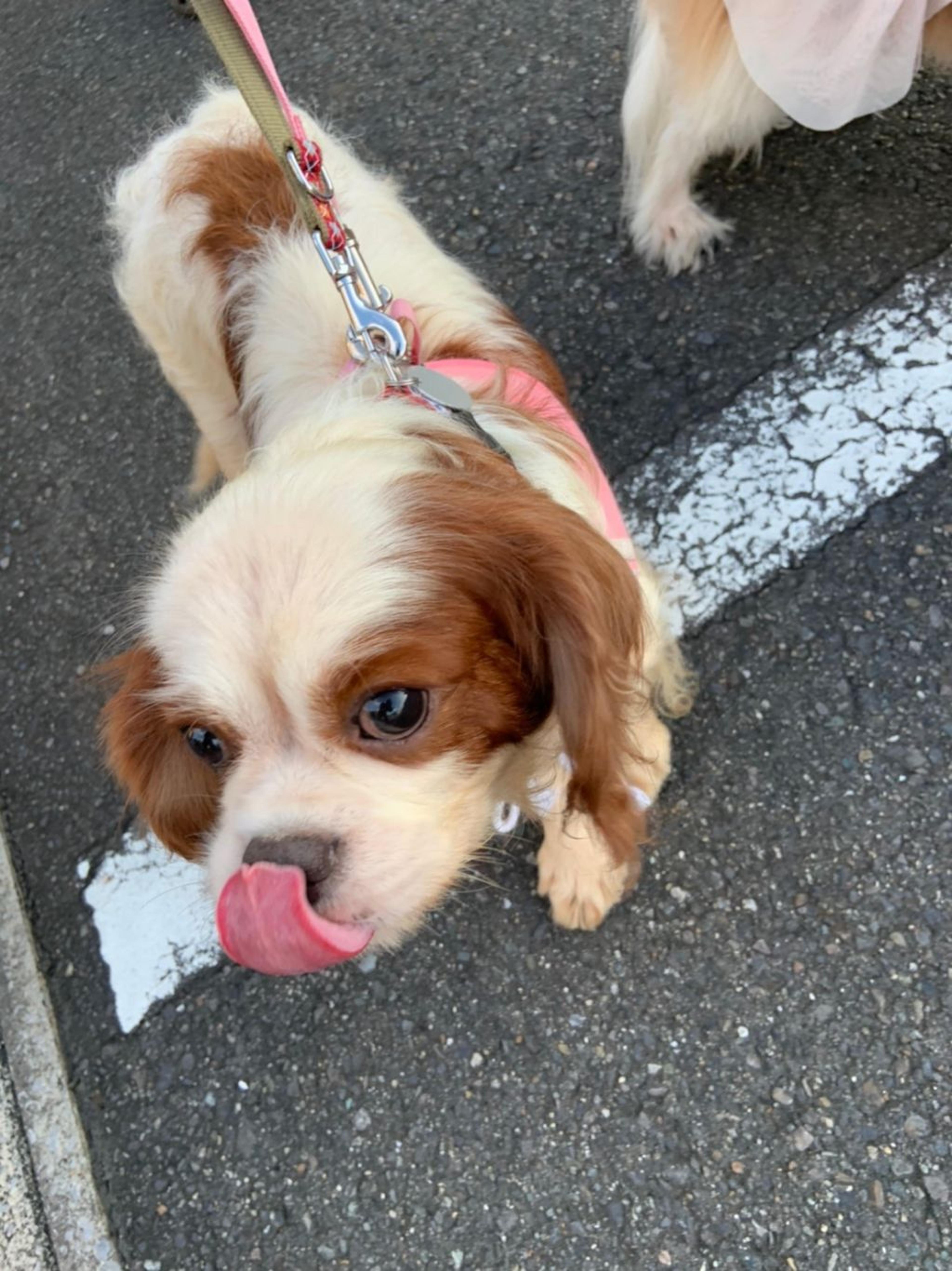 pet-image-9