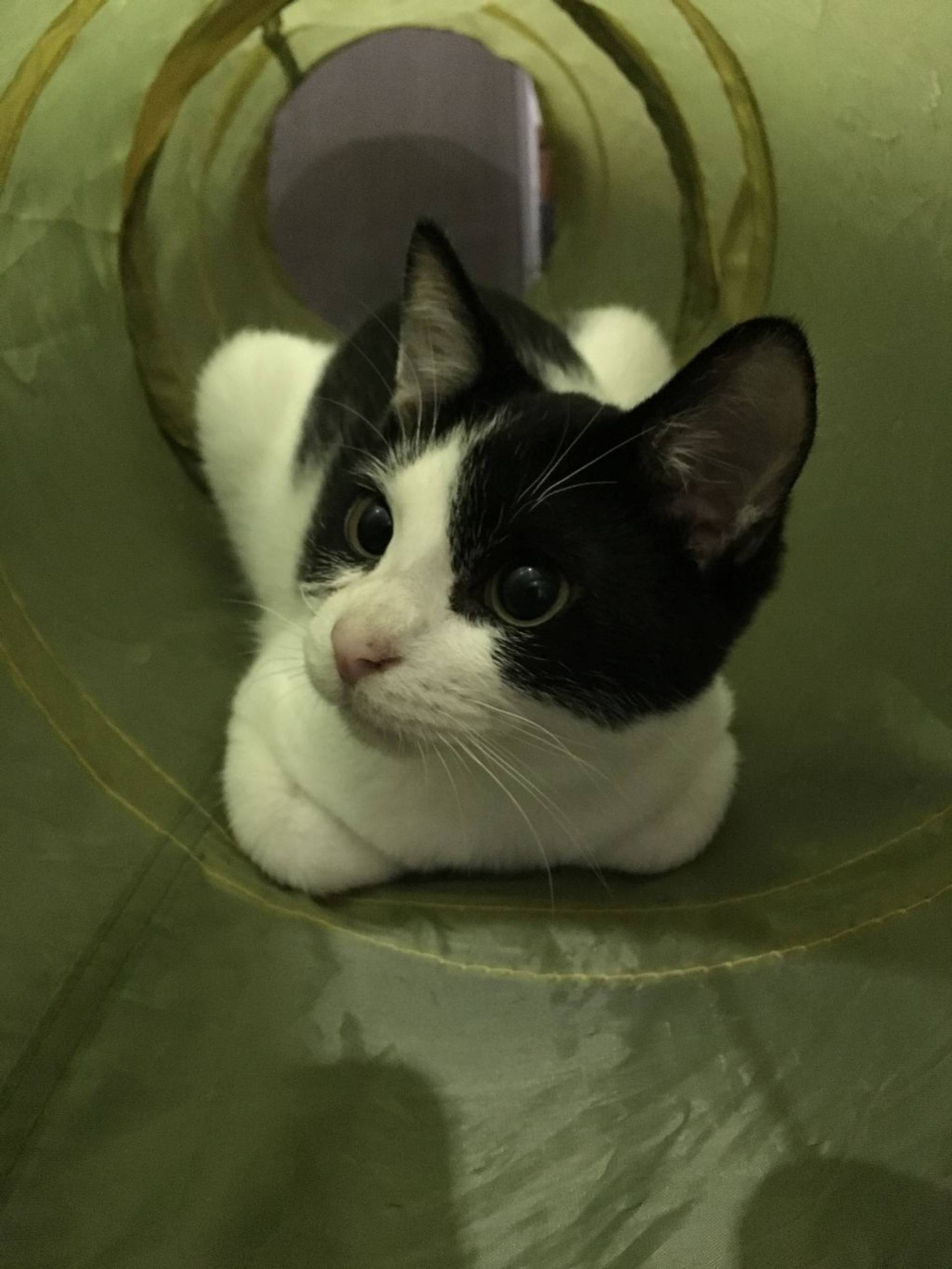 雑種（ミックス猫）・オスの里親募集の写真
