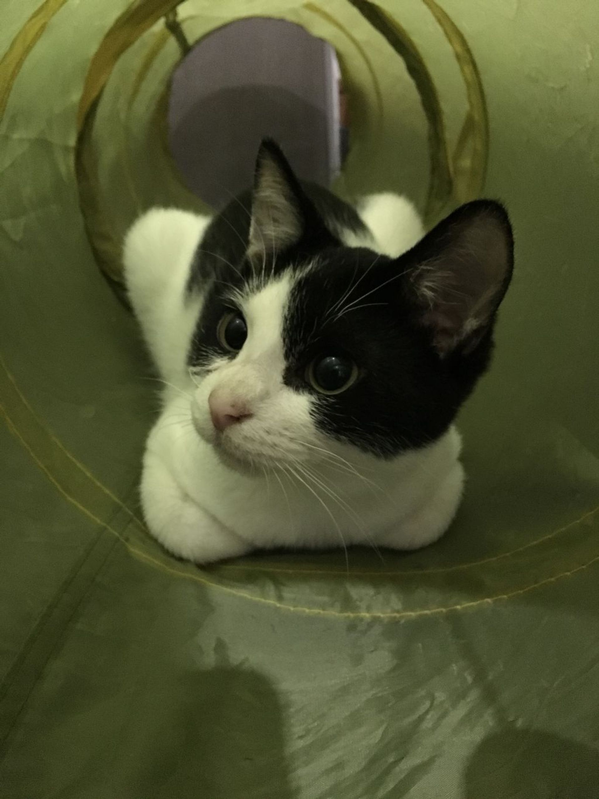雑種（ミックス猫）・オスの里親募集の写真