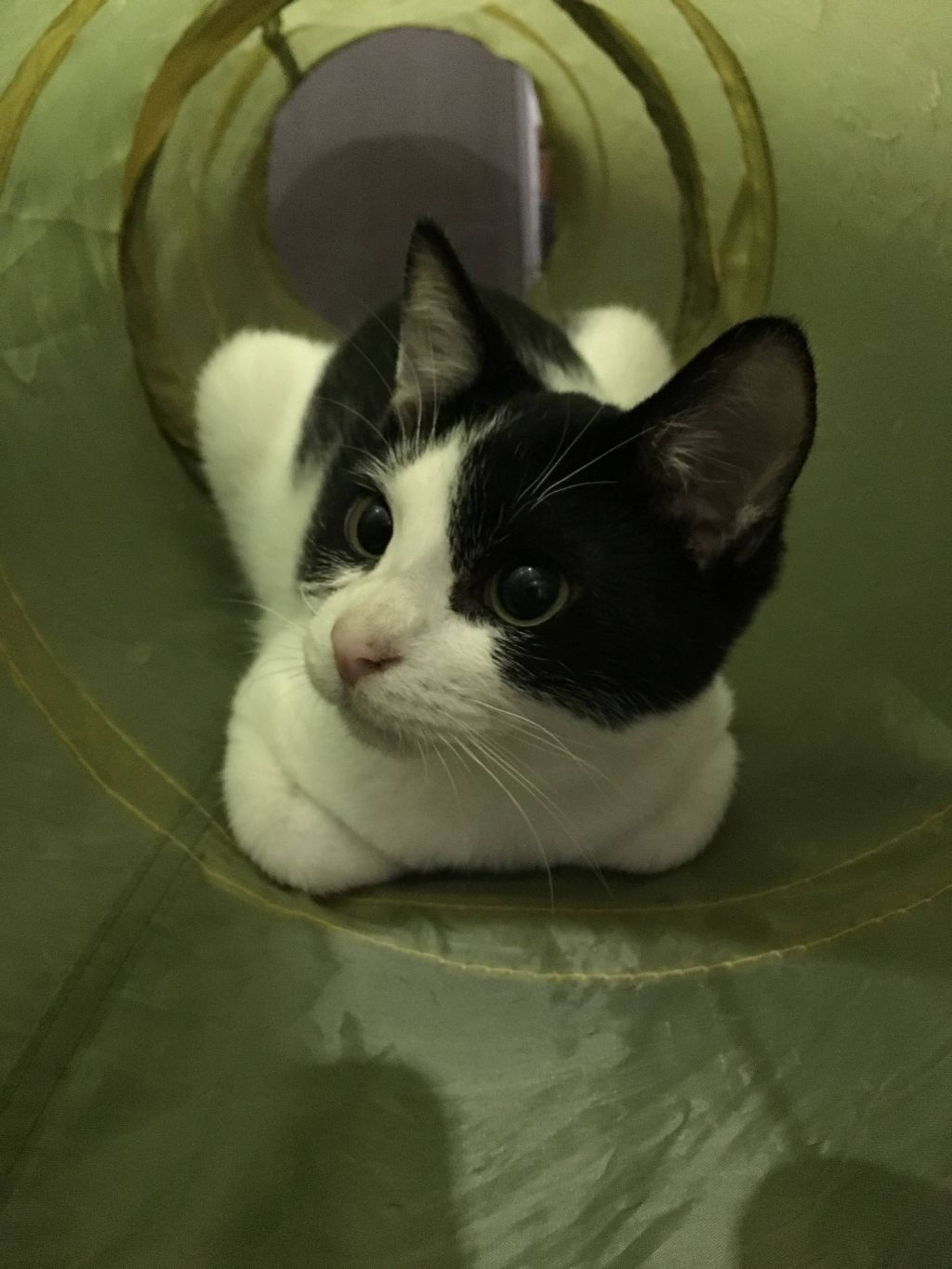 雑種（ミックス猫）・オスの里親募集の写真