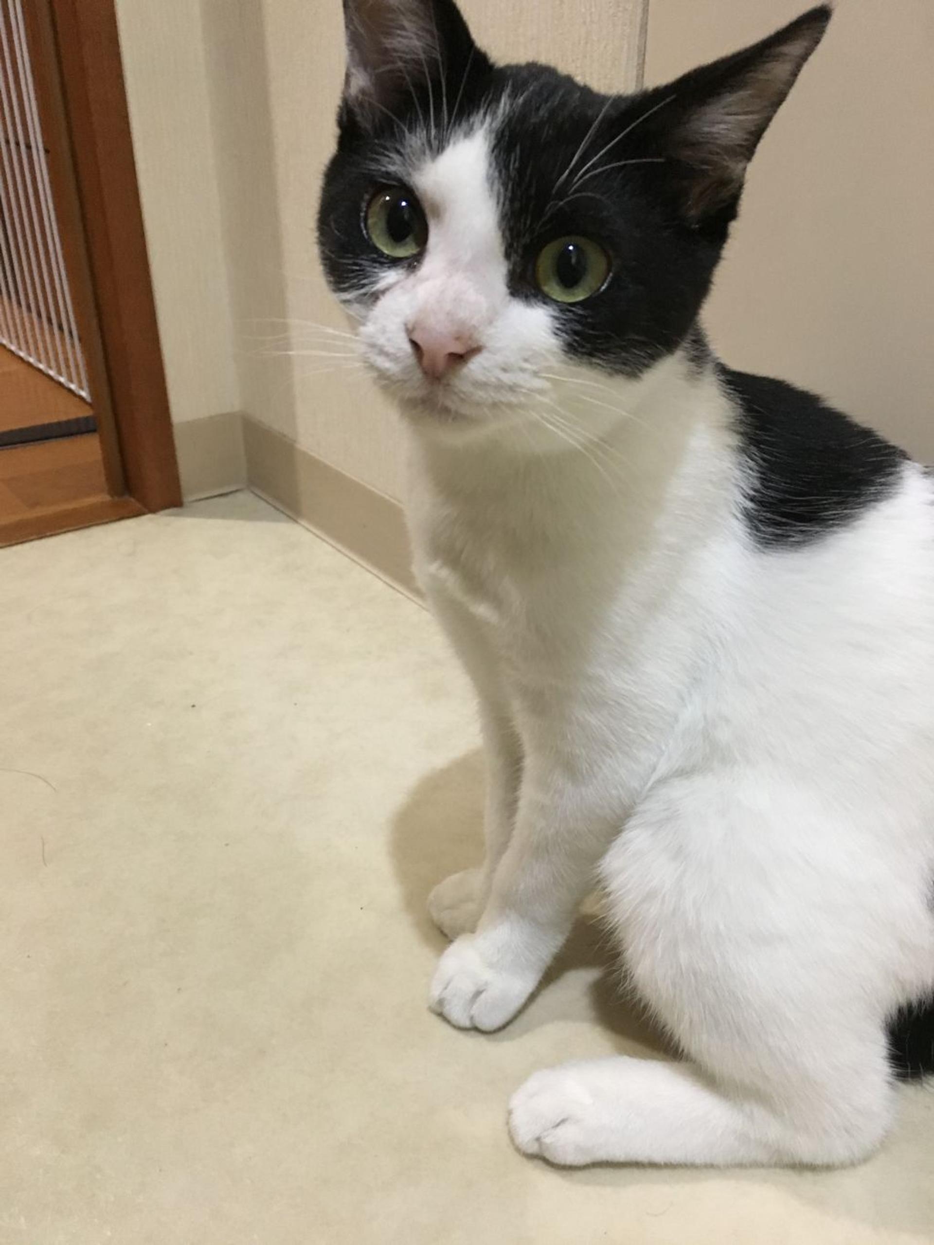 pet-image-3