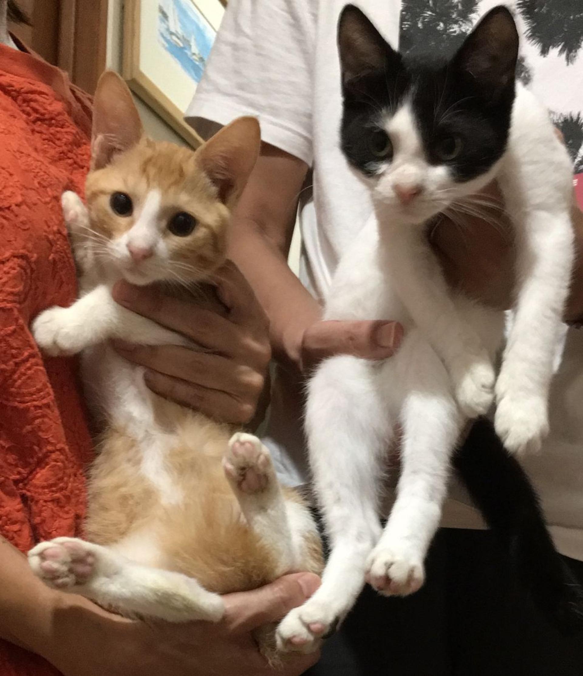 pet-image-5