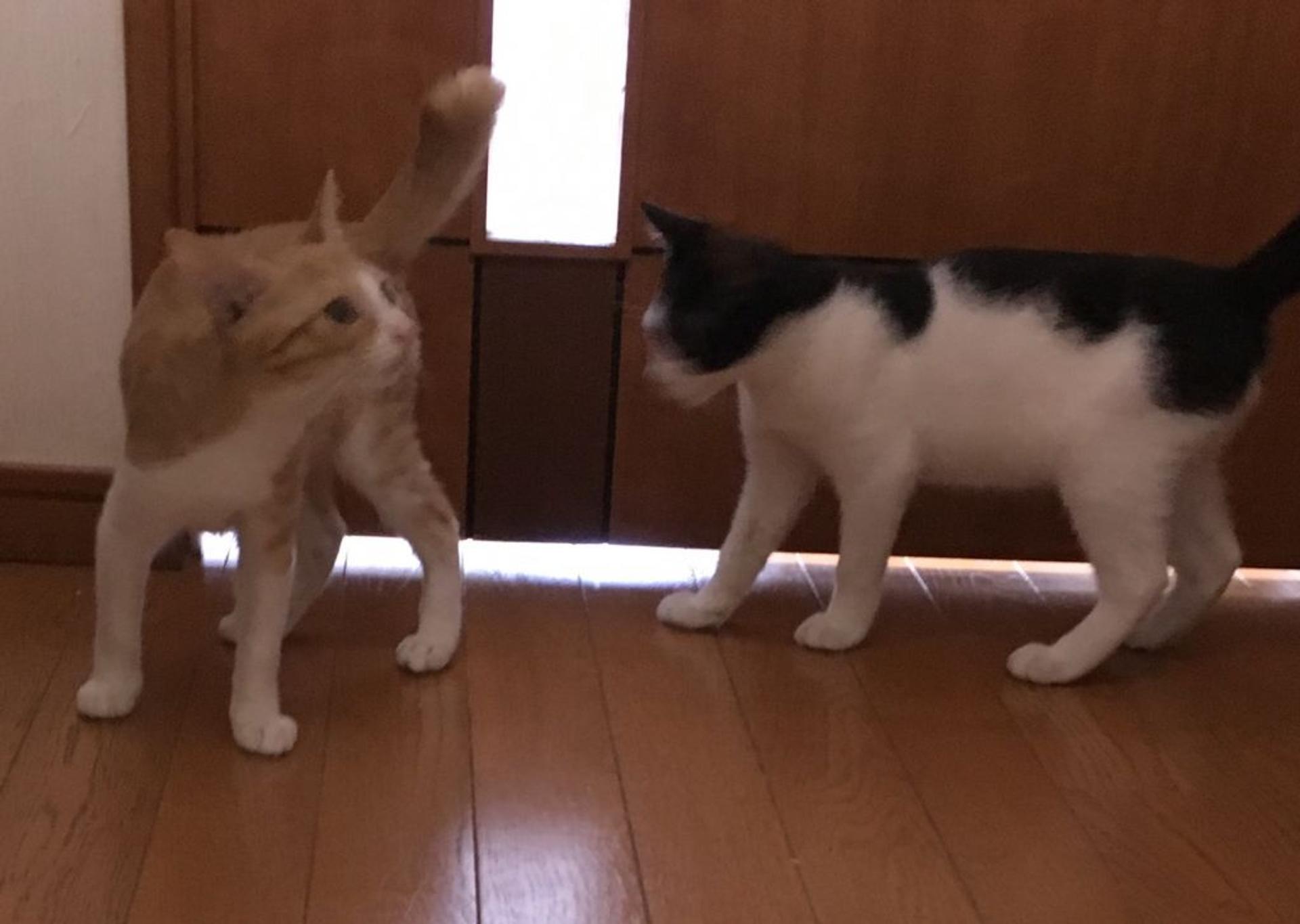pet-image-6