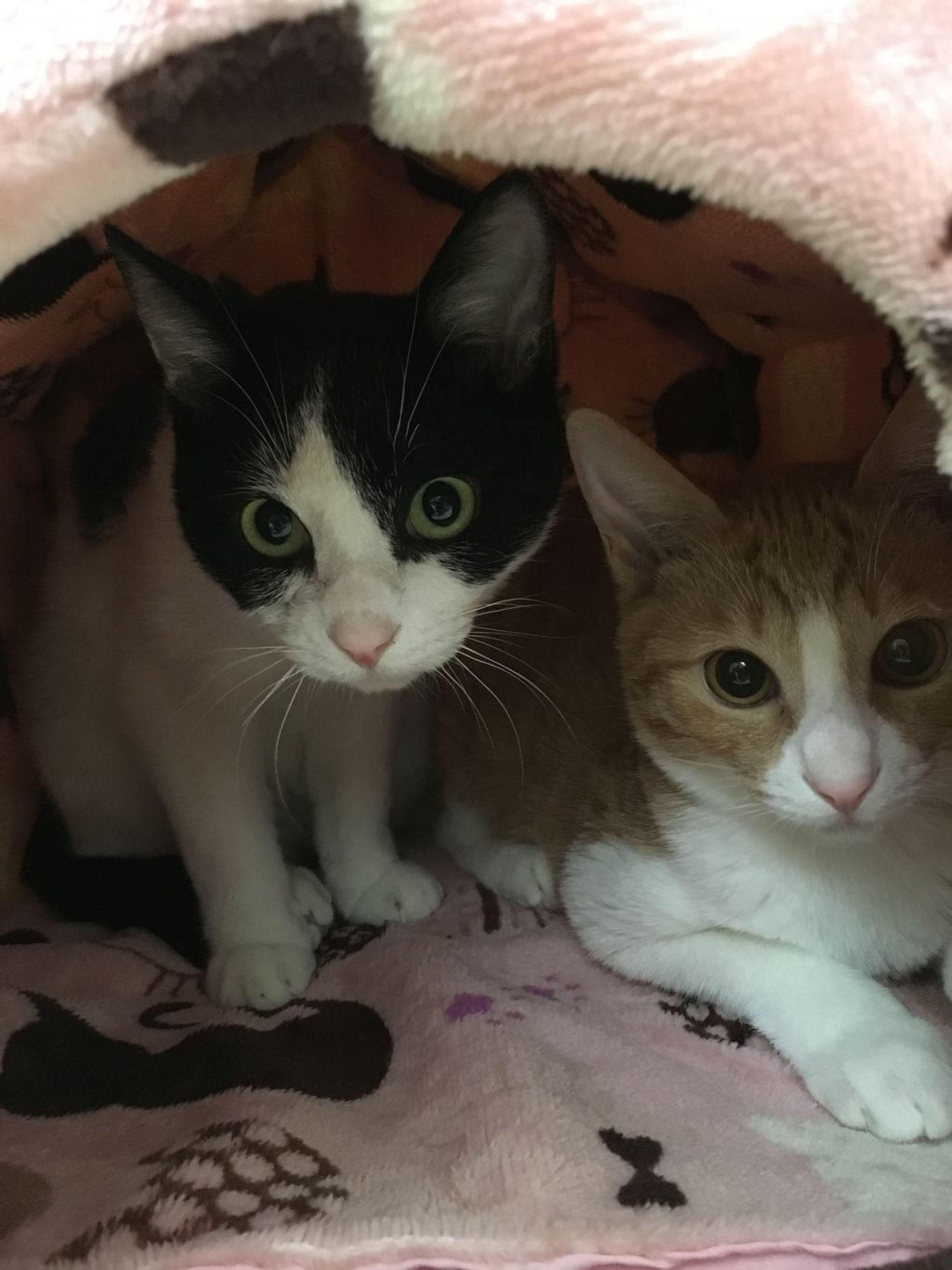 雑種（ミックス猫）・オスの里親募集の写真