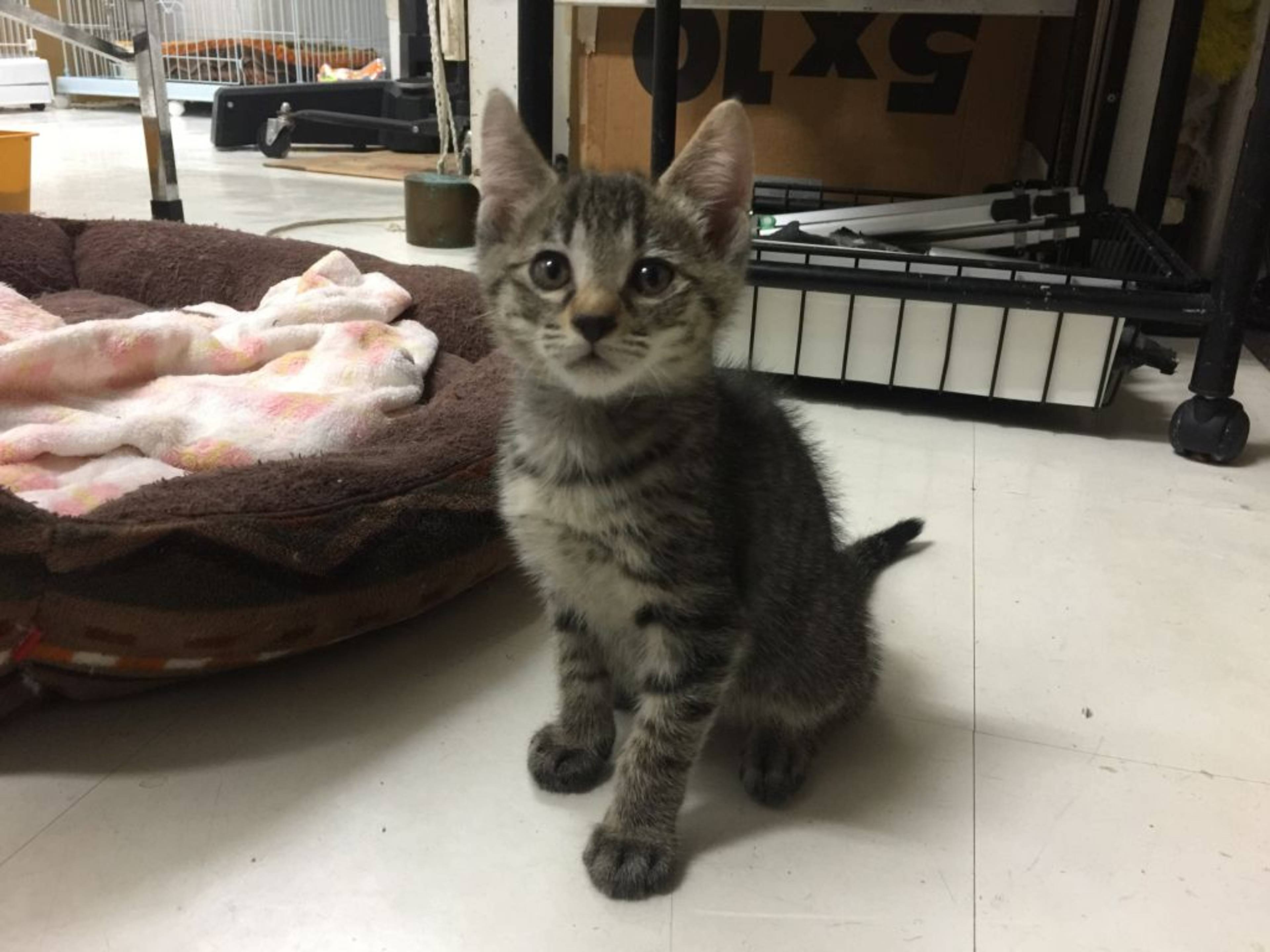 雑種（ミックス猫）・オスの里親募集の写真