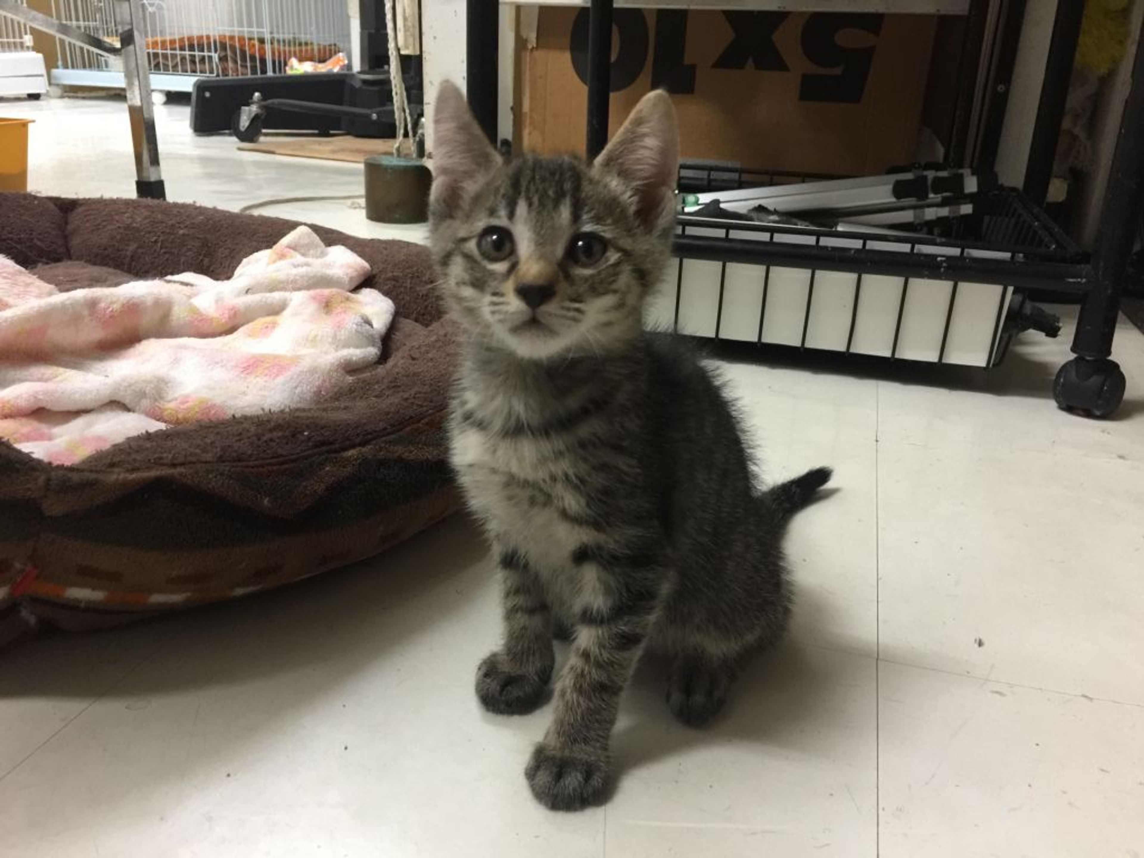 雑種（ミックス猫）・オスの里親募集の写真