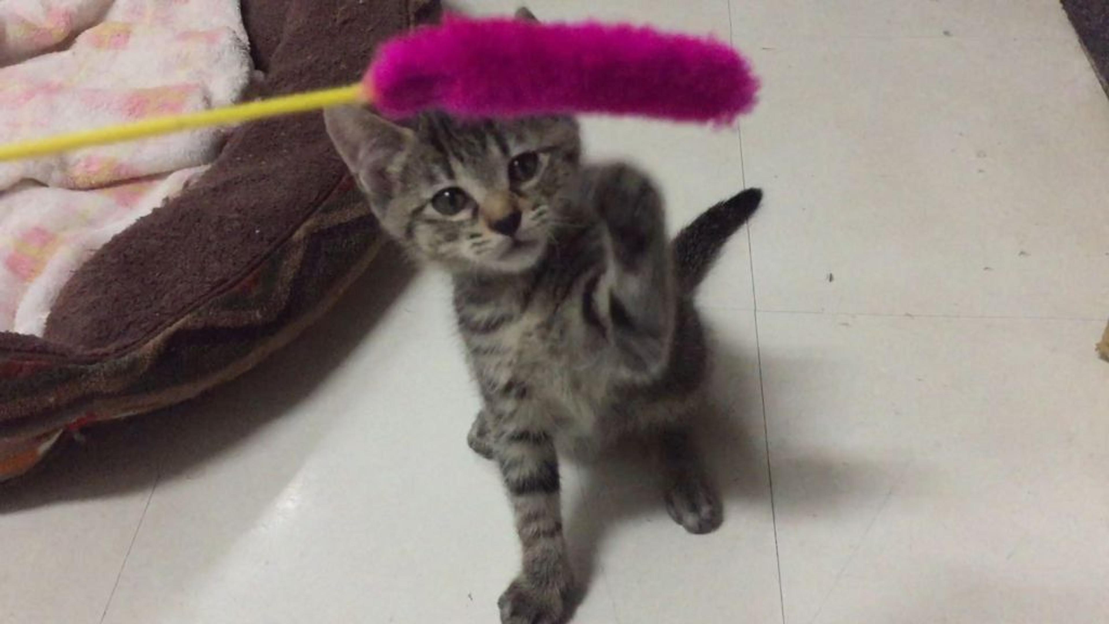 pet-image-2