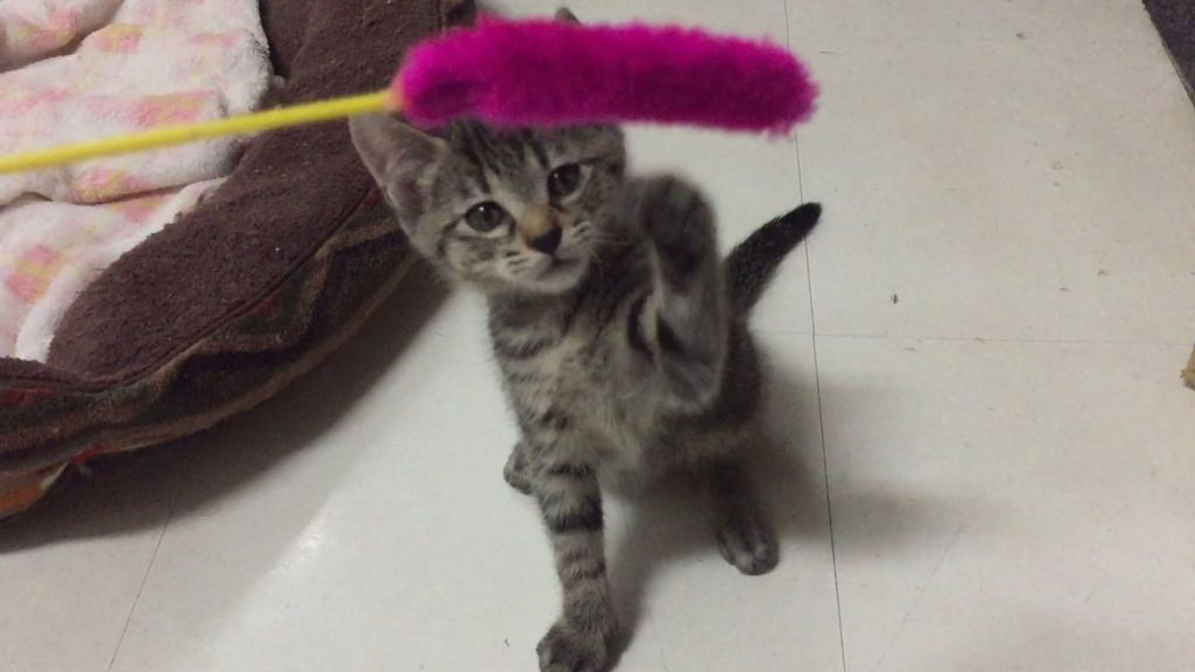 pet-image-2