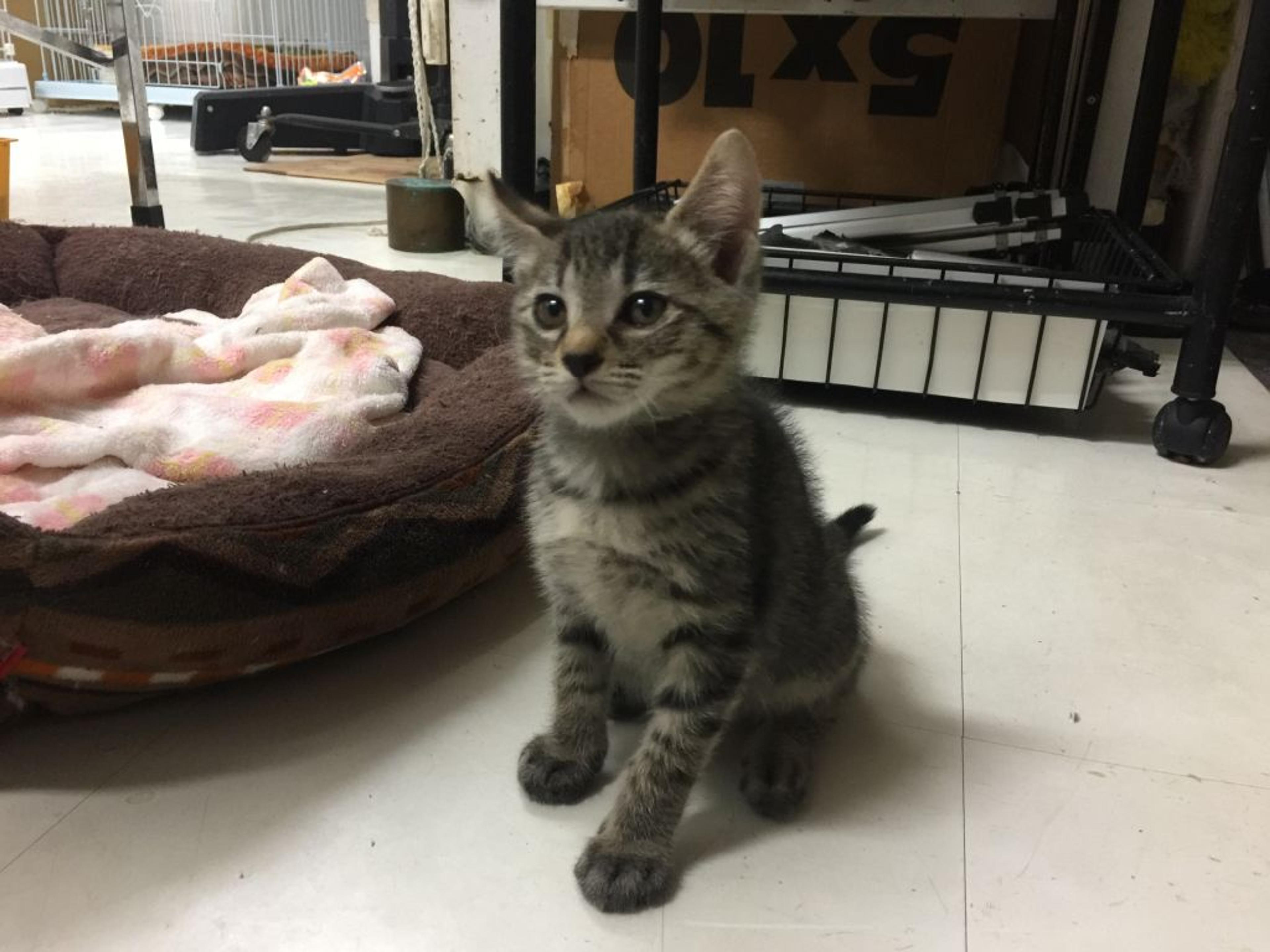 pet-image-3