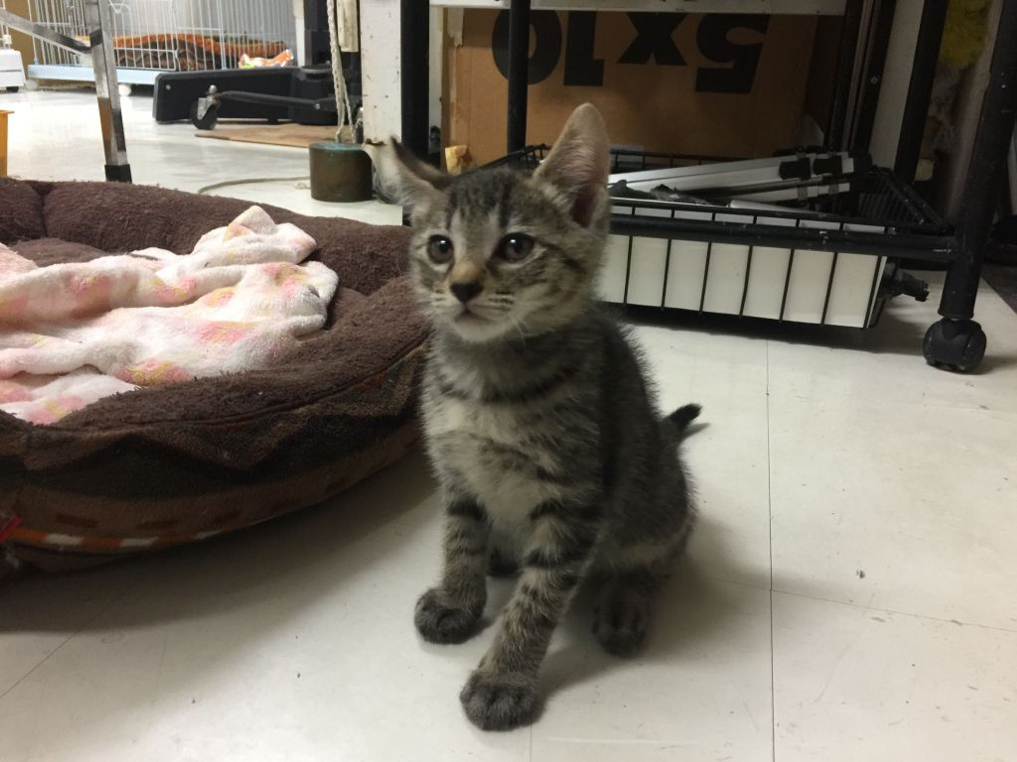 pet-image-3