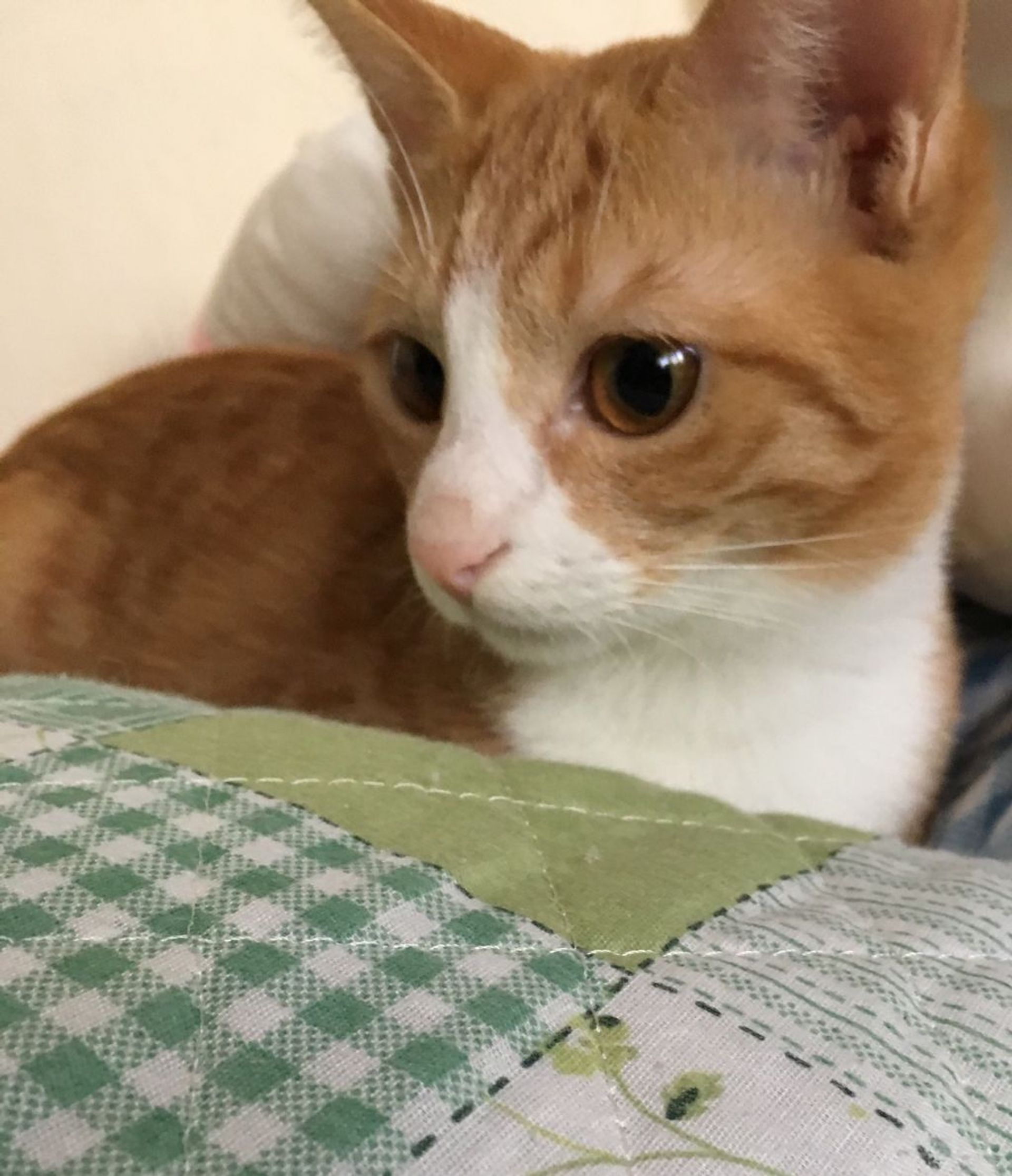 雑種（ミックス猫）・メスの里親募集の写真