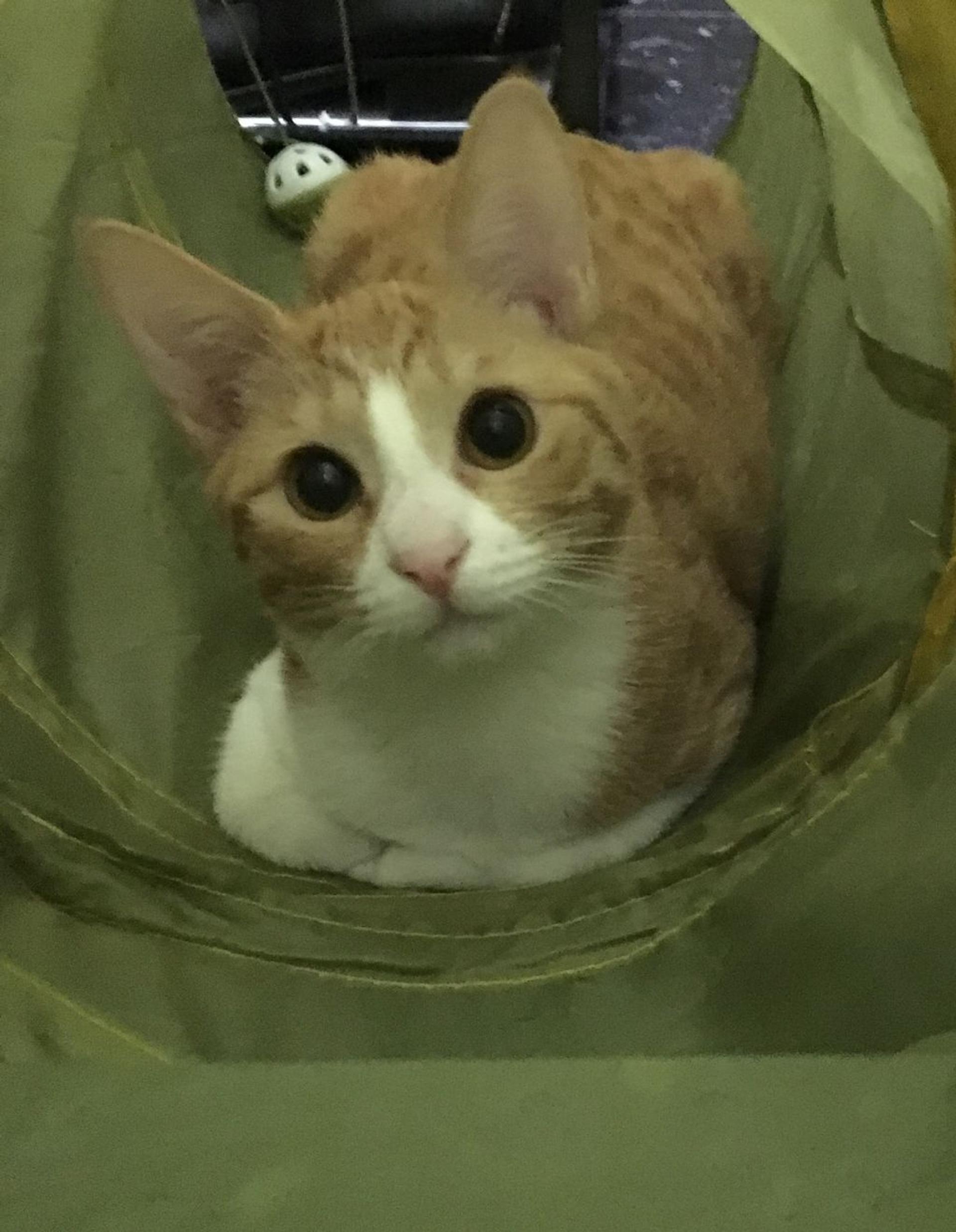 pet-image-5