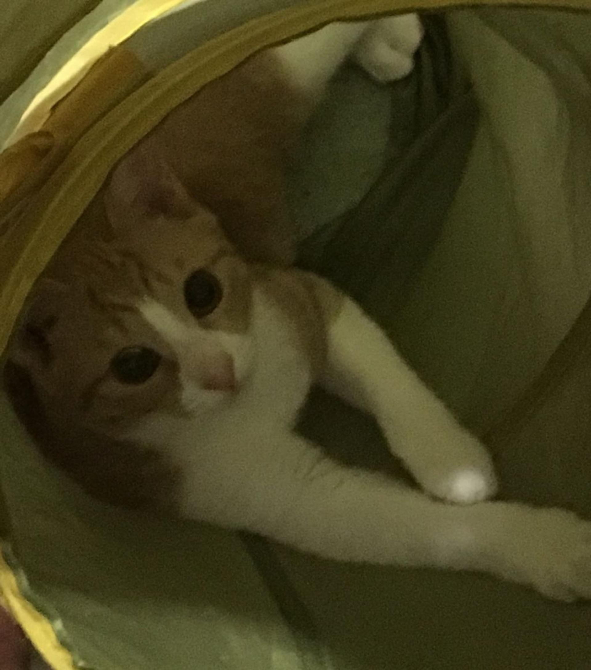 pet-image-6
