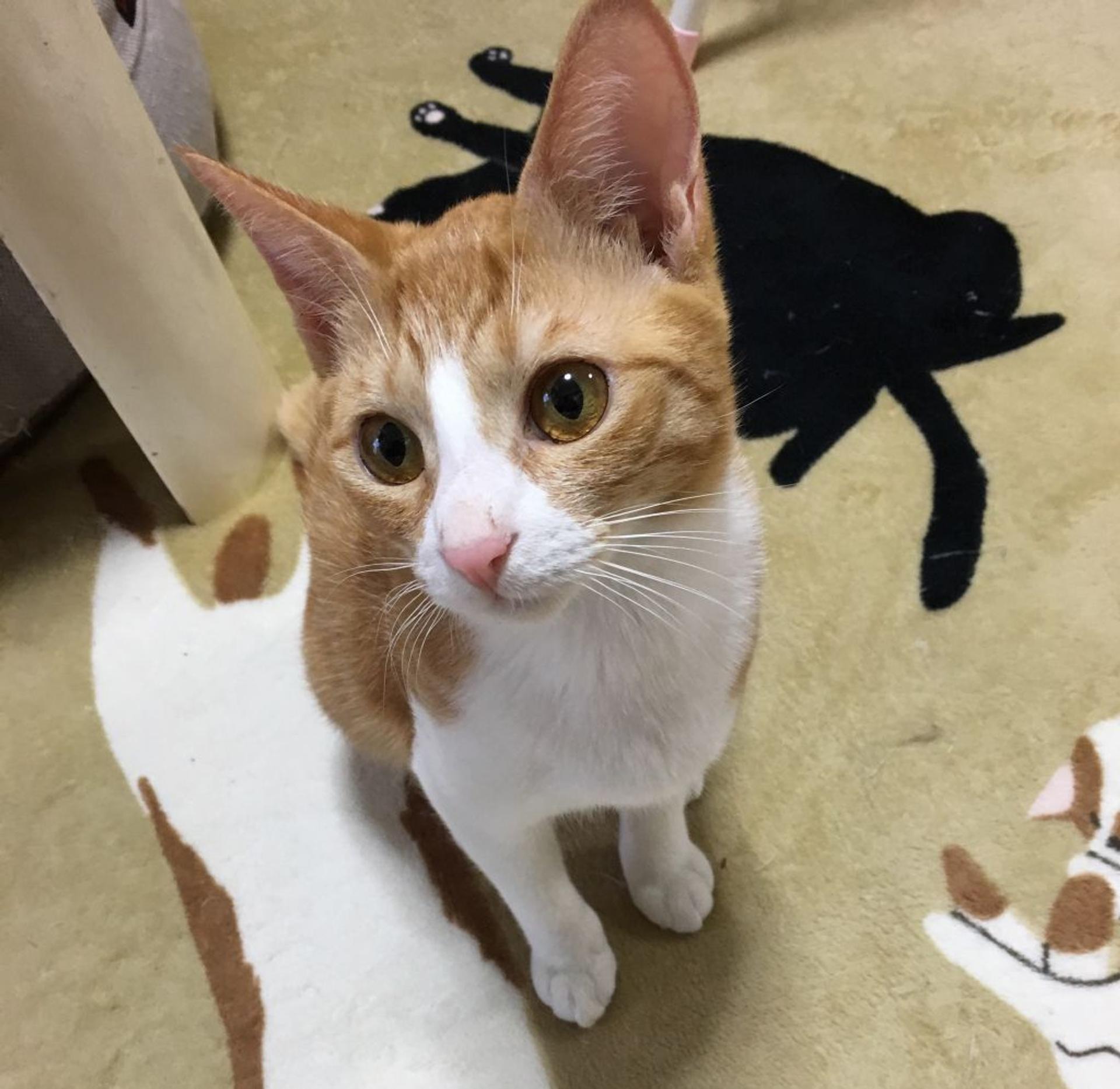 pet-image-2