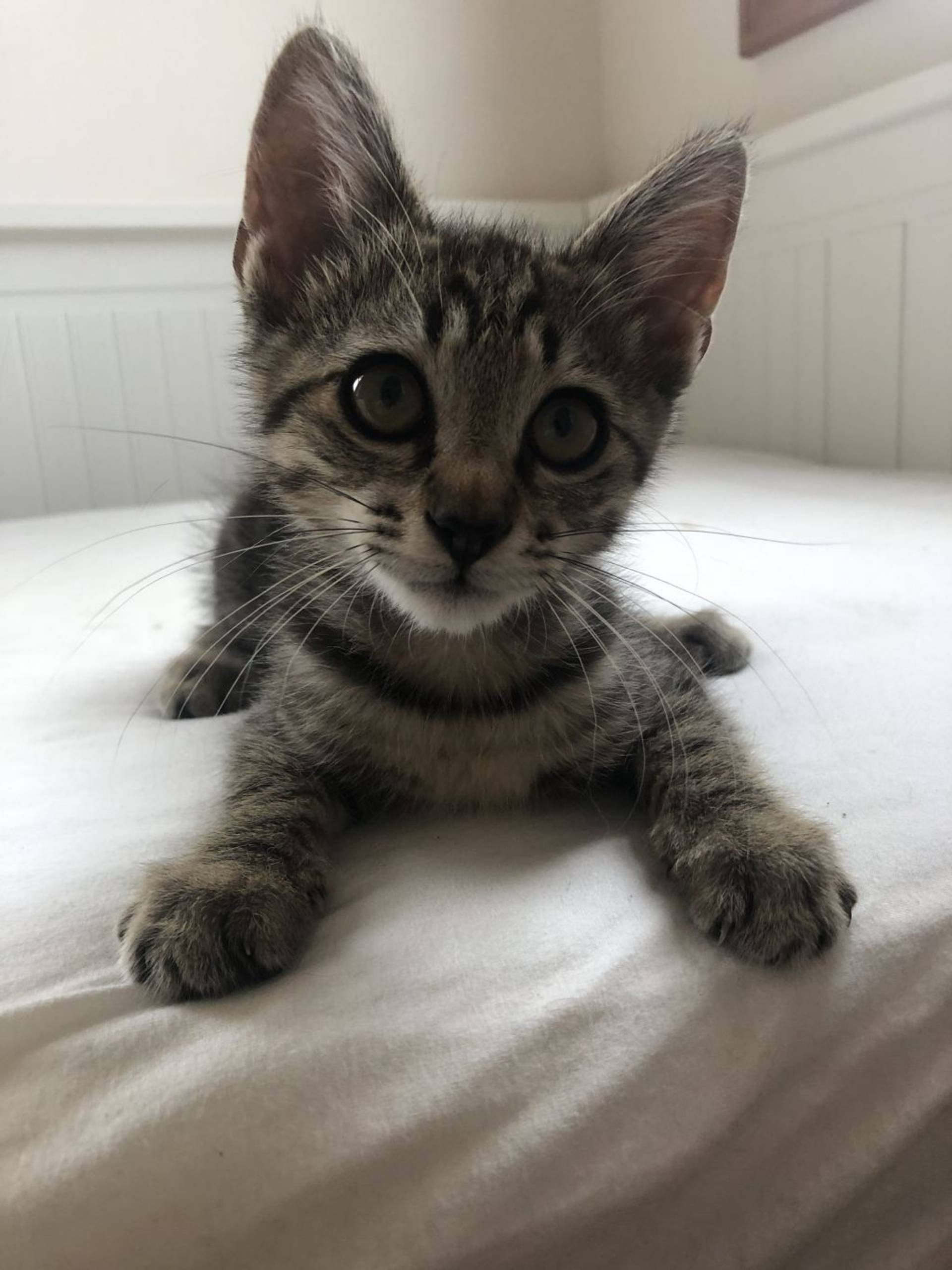 雑種（ミックス猫）・オスの里親募集の写真