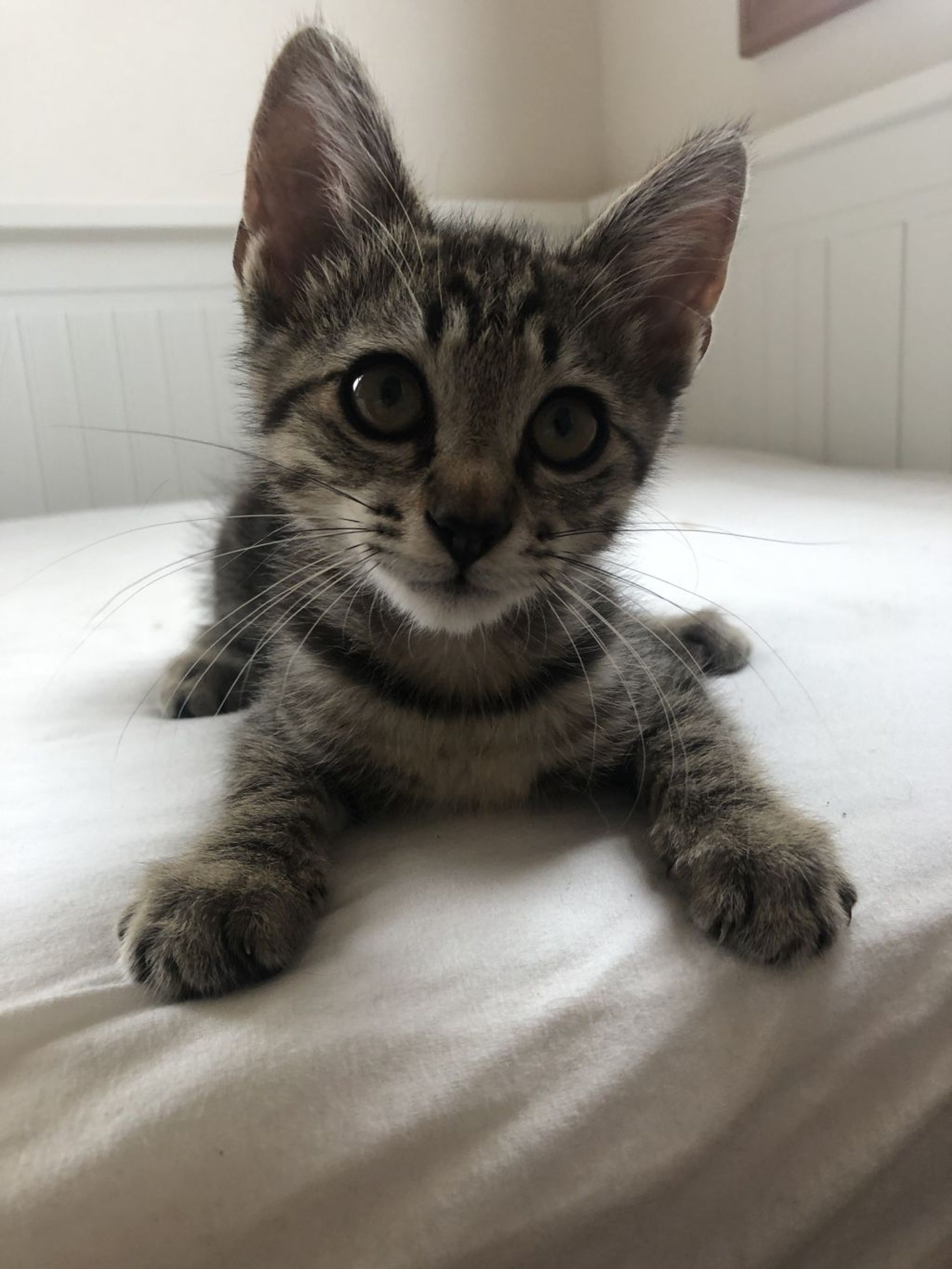 雑種（ミックス猫）・オスの里親募集の写真