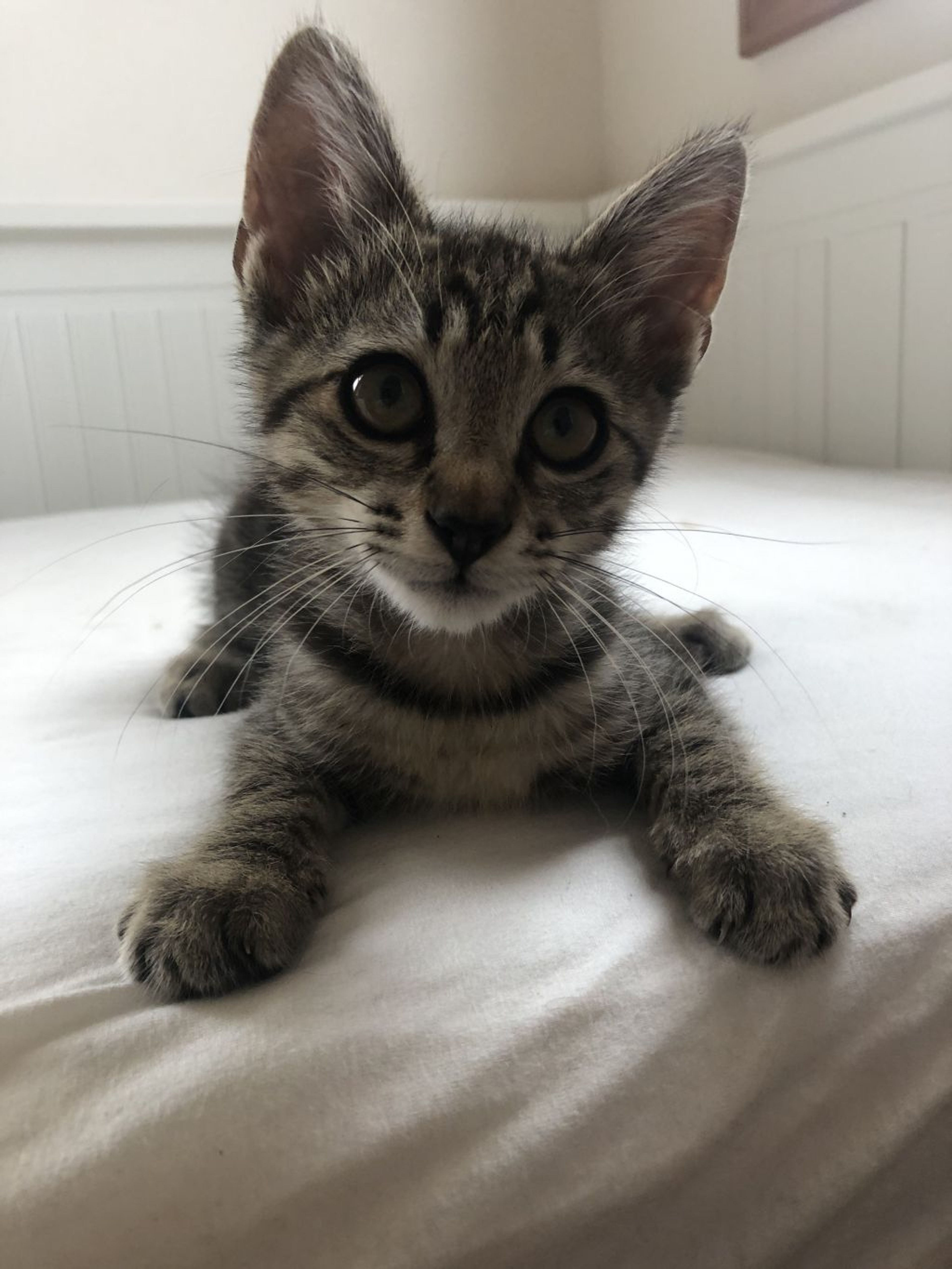 雑種（ミックス猫）・オスの里親募集の写真
