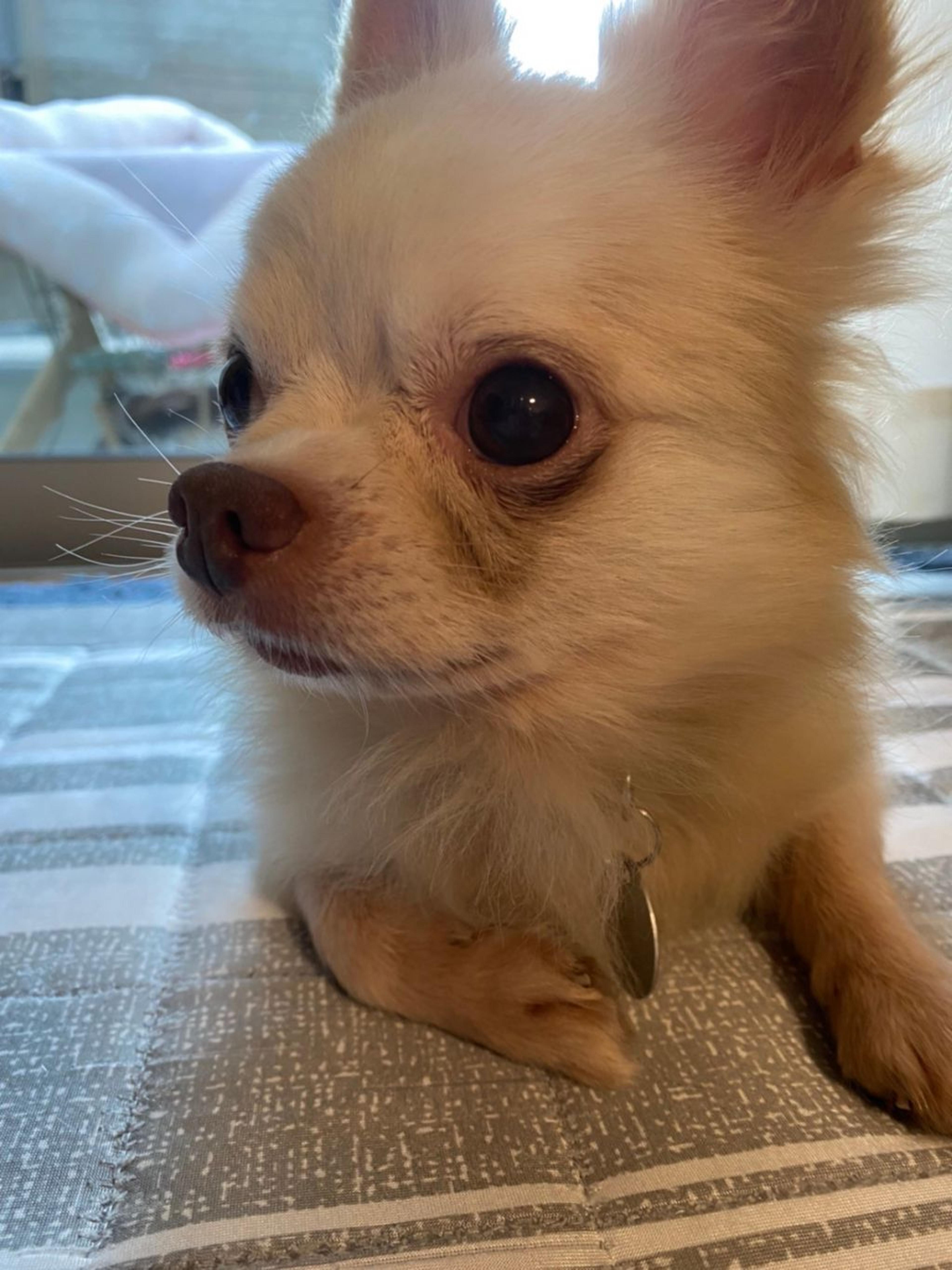 pet-image-2