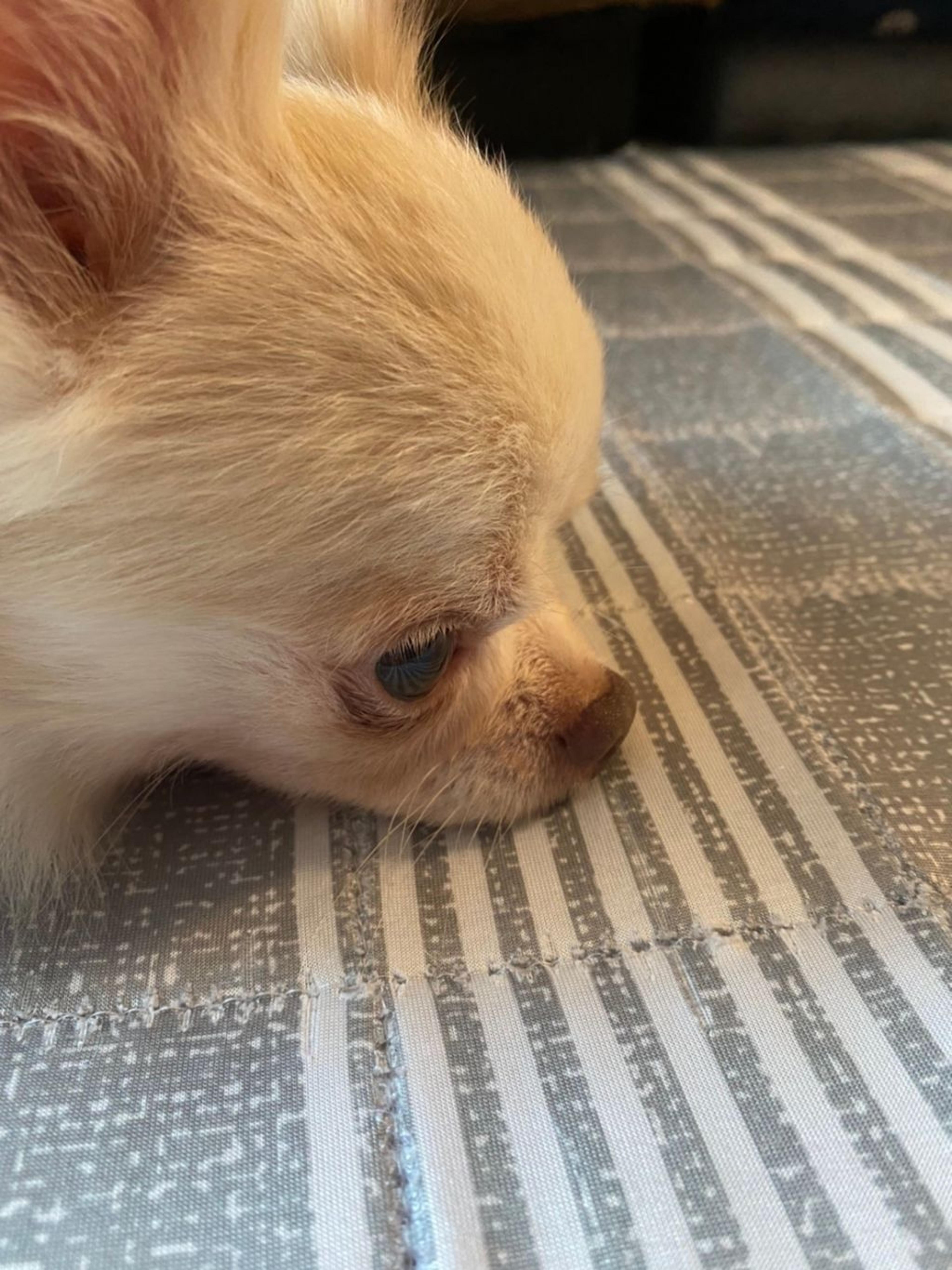 pet-image-3