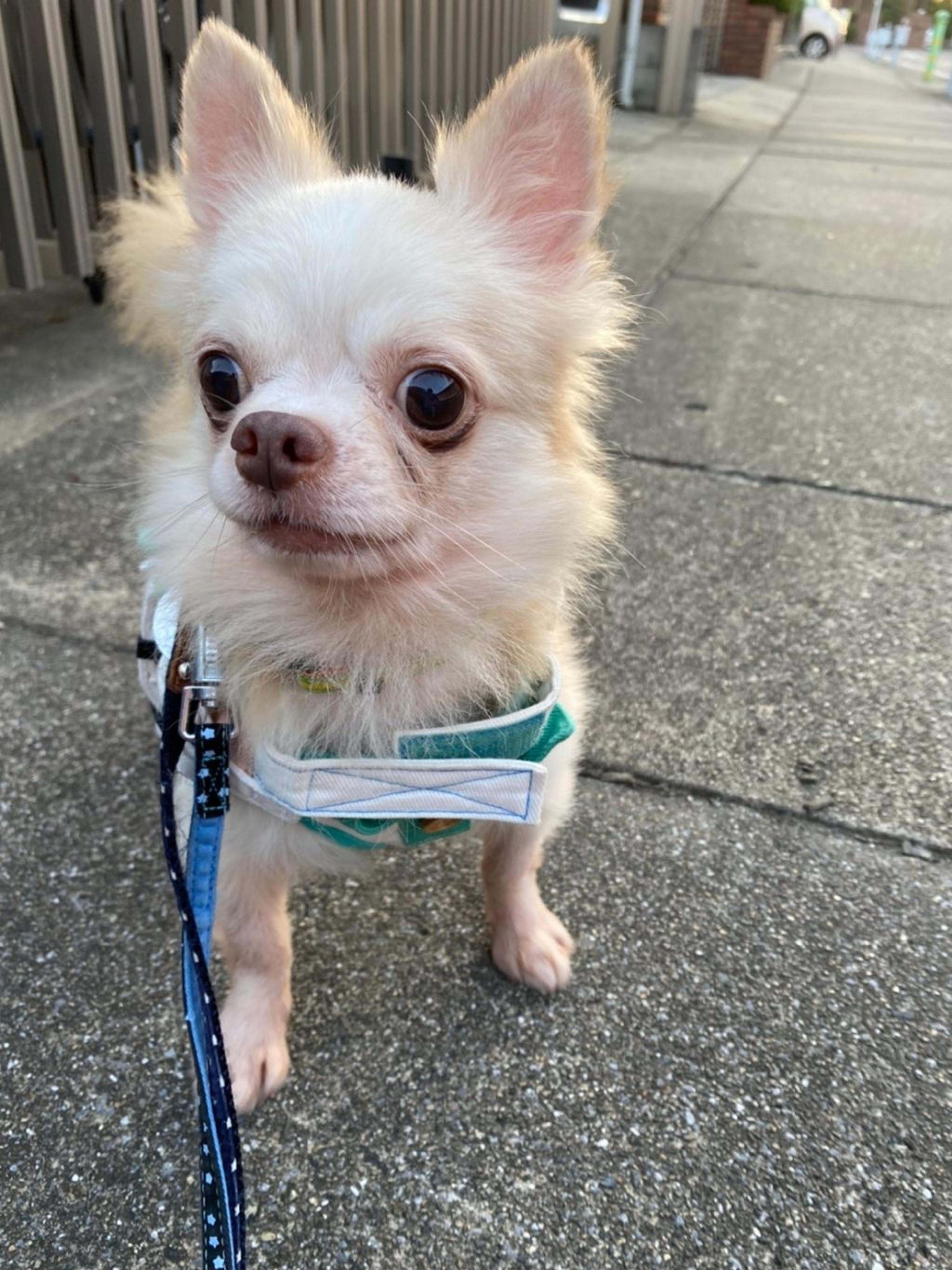 pet-image-4