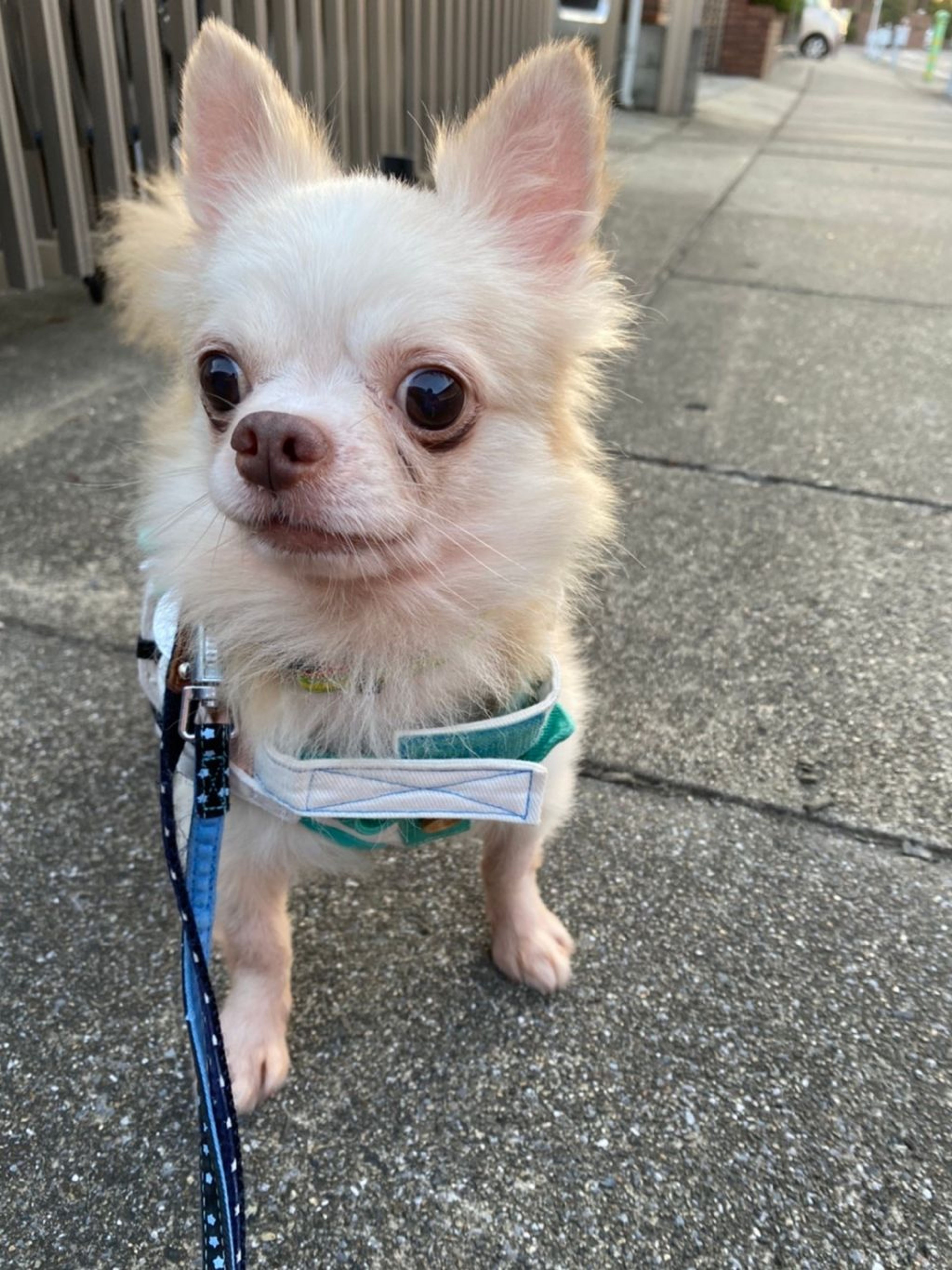 pet-image-4