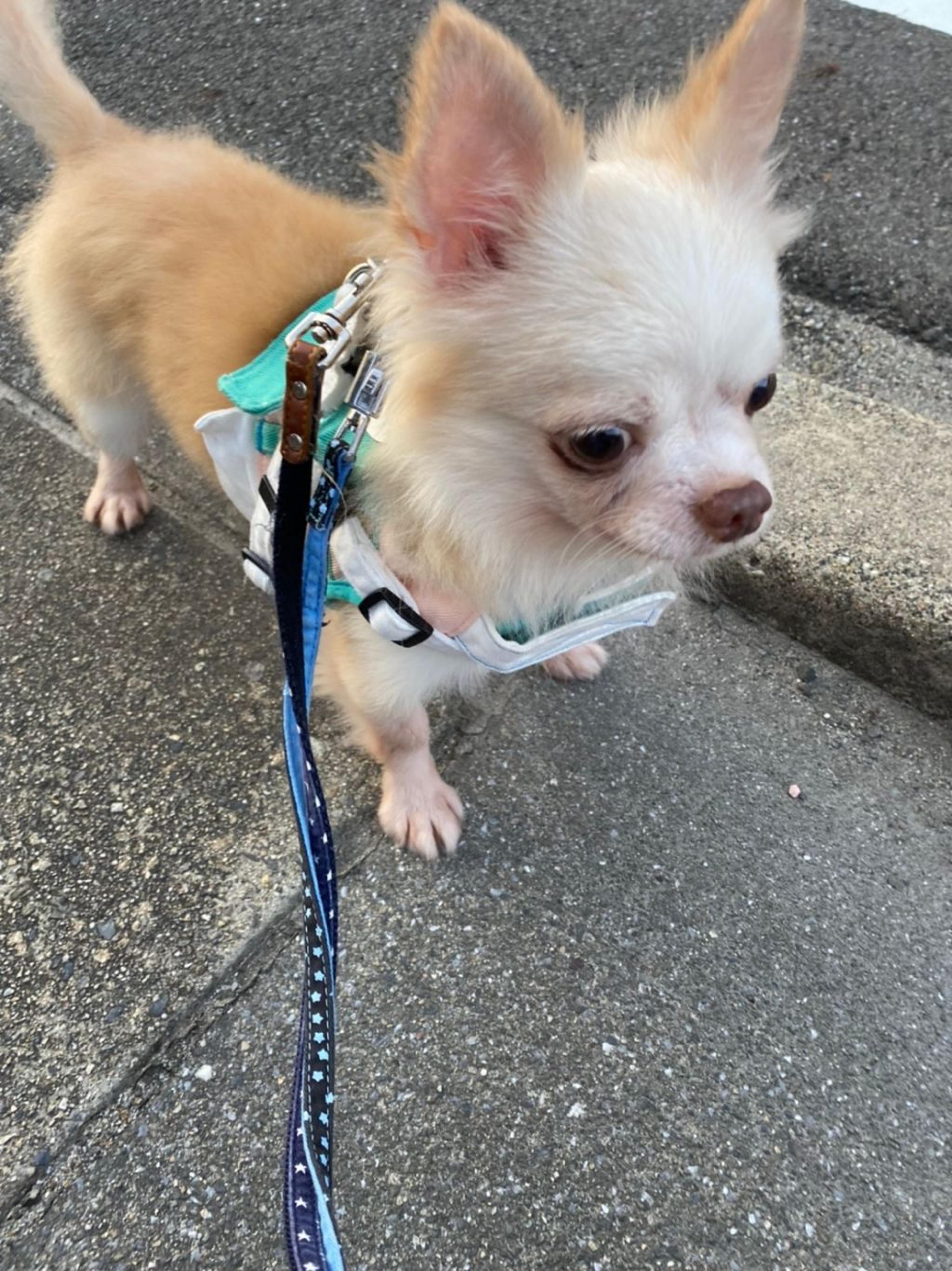 pet-image-5