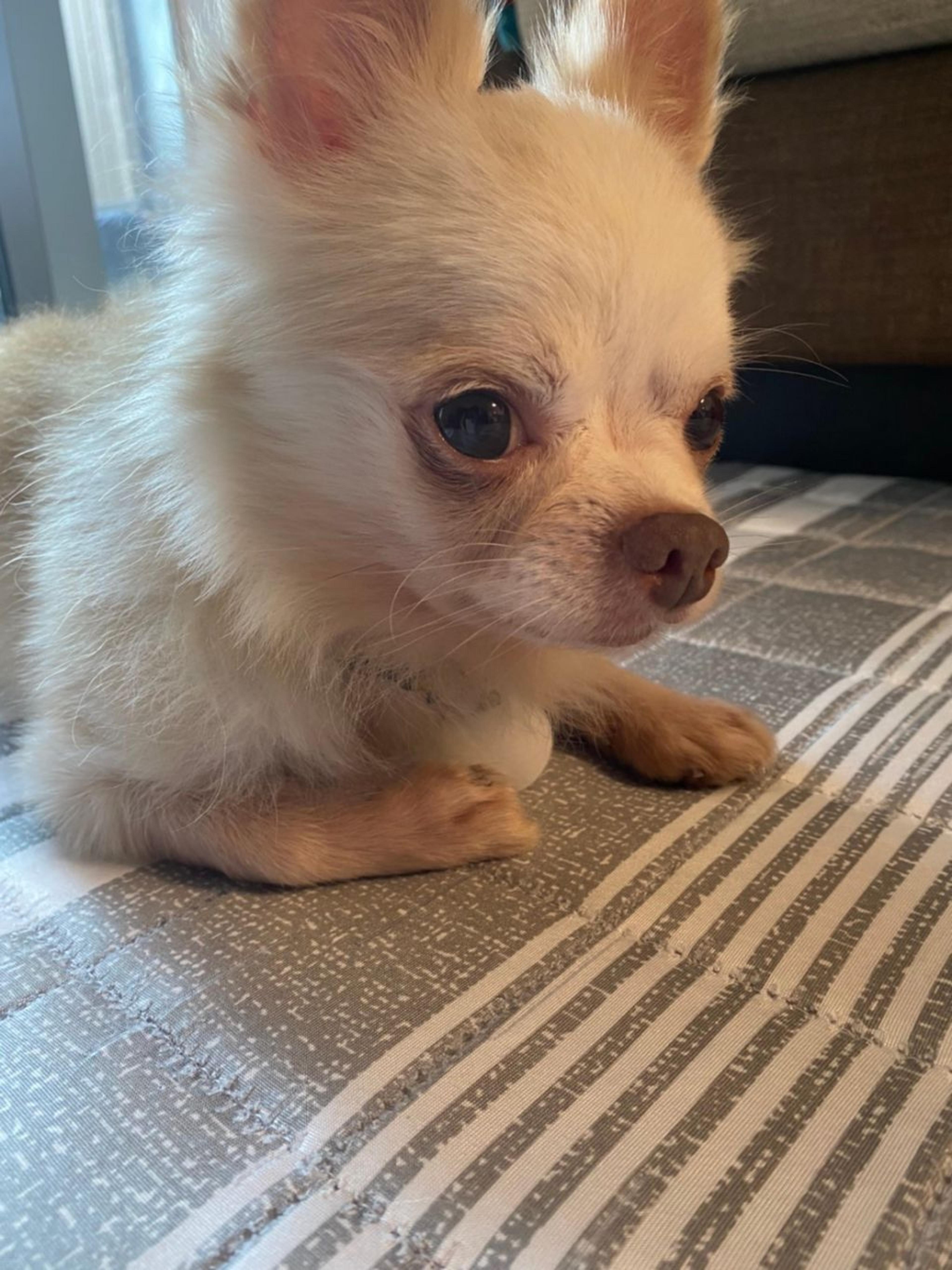 pet-image-6